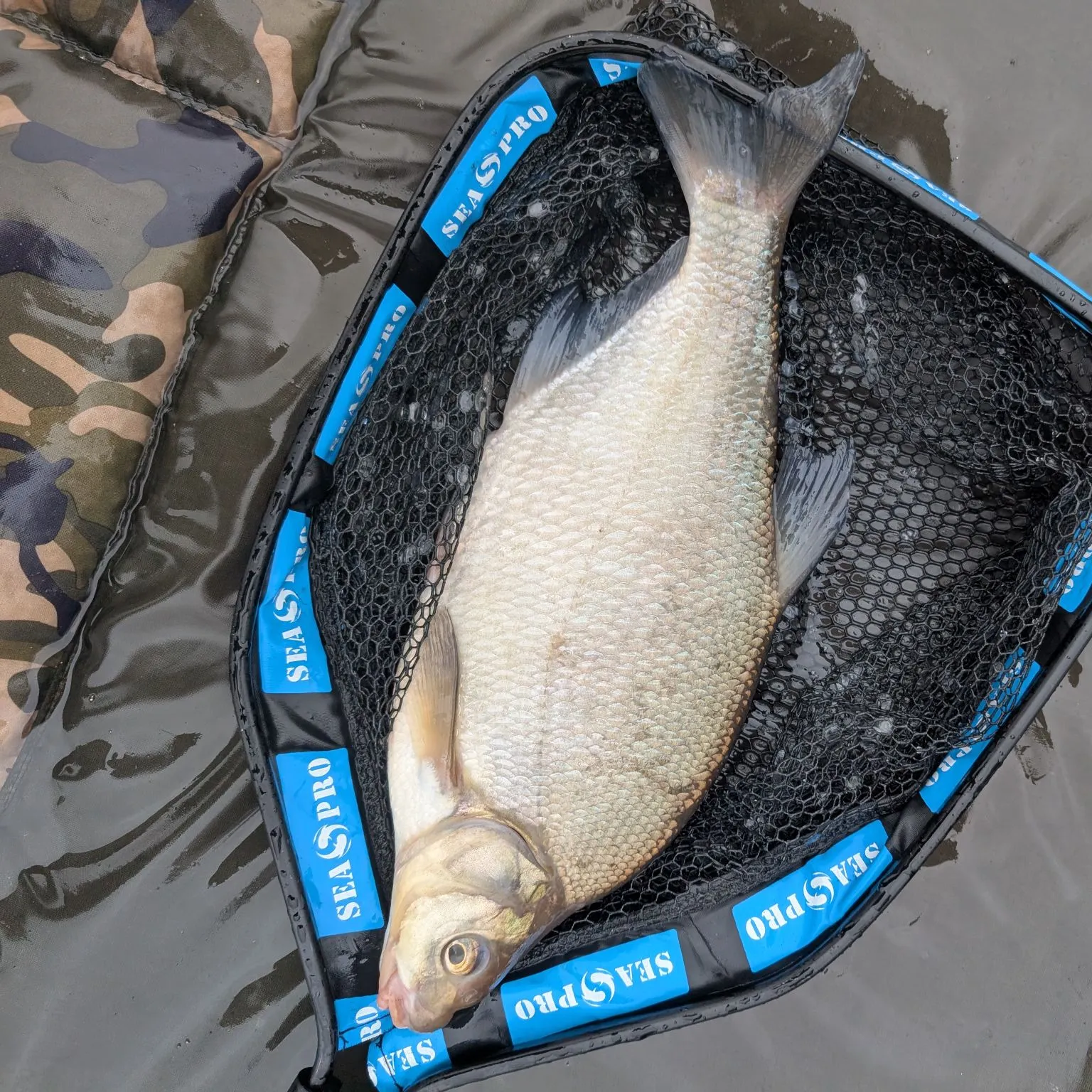 The most recent Common bream catches on Fishbrain