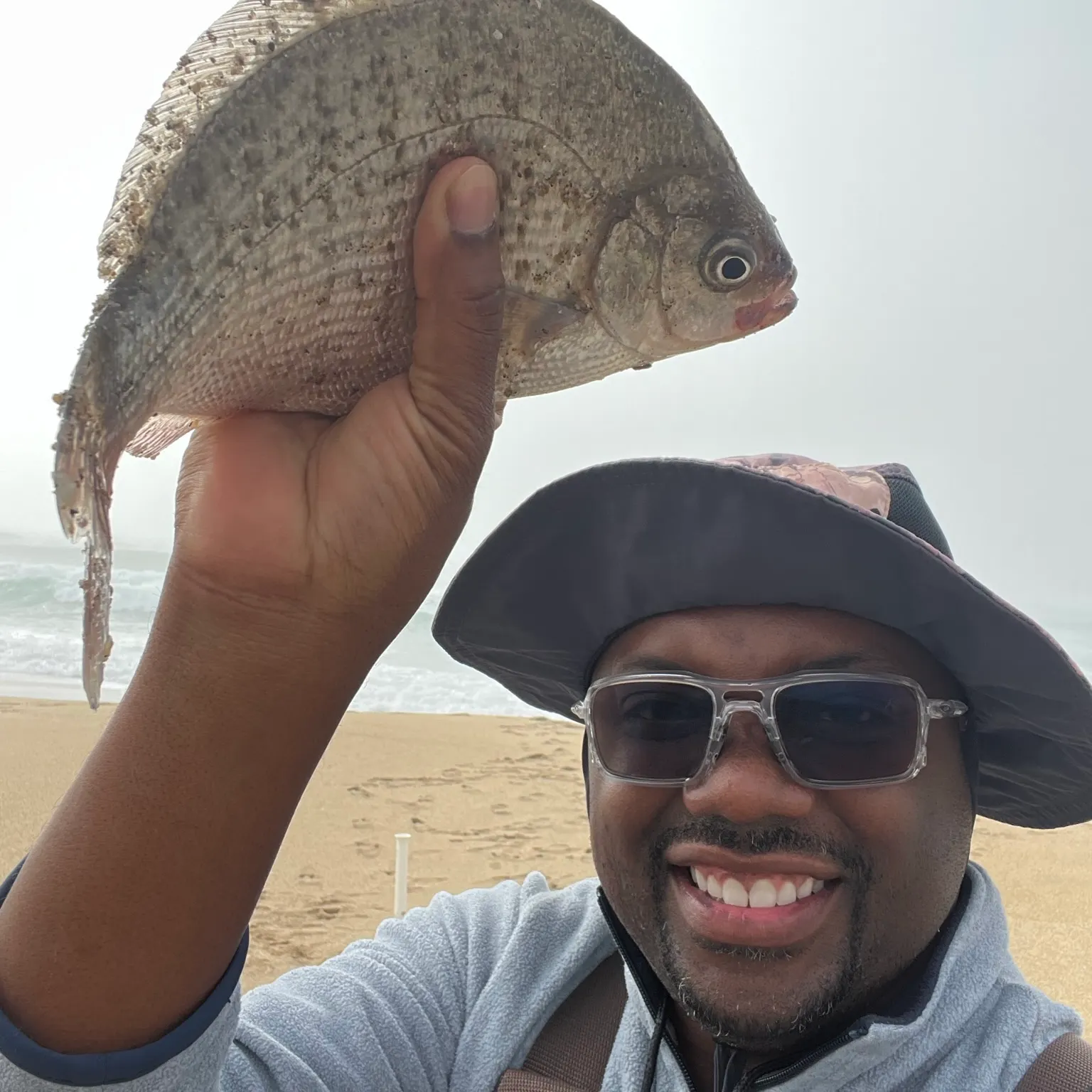 The most recent Calico surfperch catches on Fishbrain