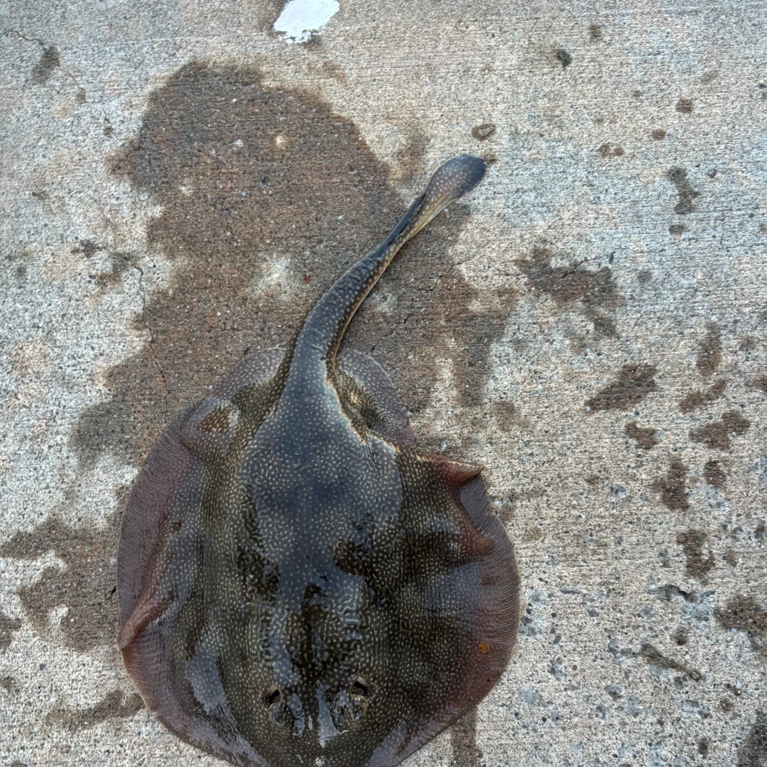 The most recent Haller's round ray catches on Fishbrain