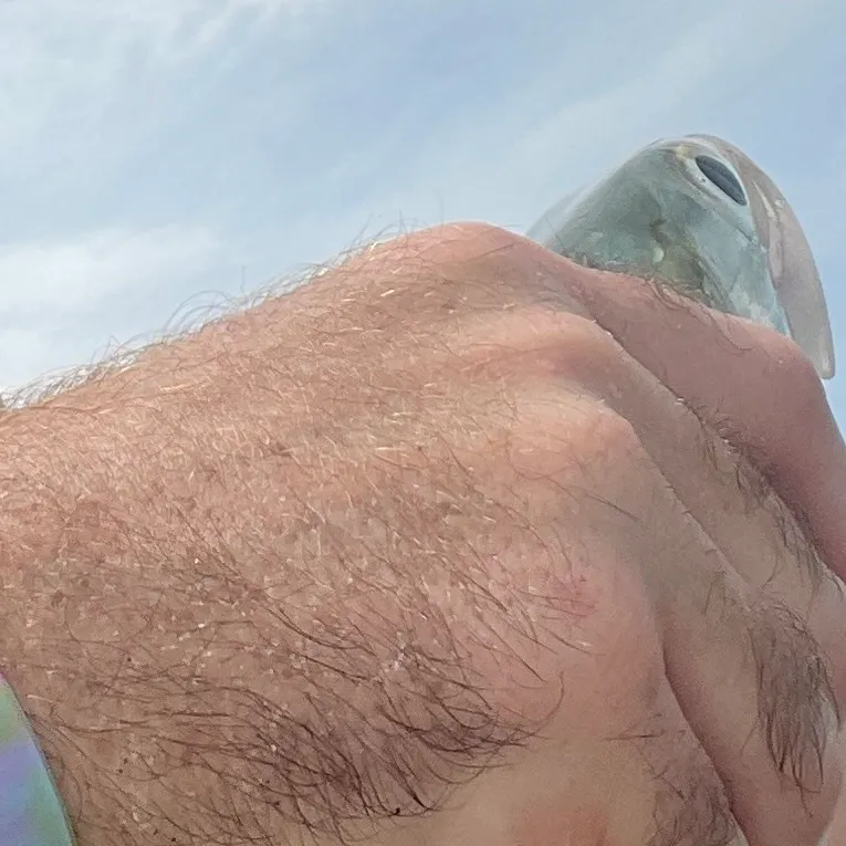 The most recent Ladyfish catches on Fishbrain