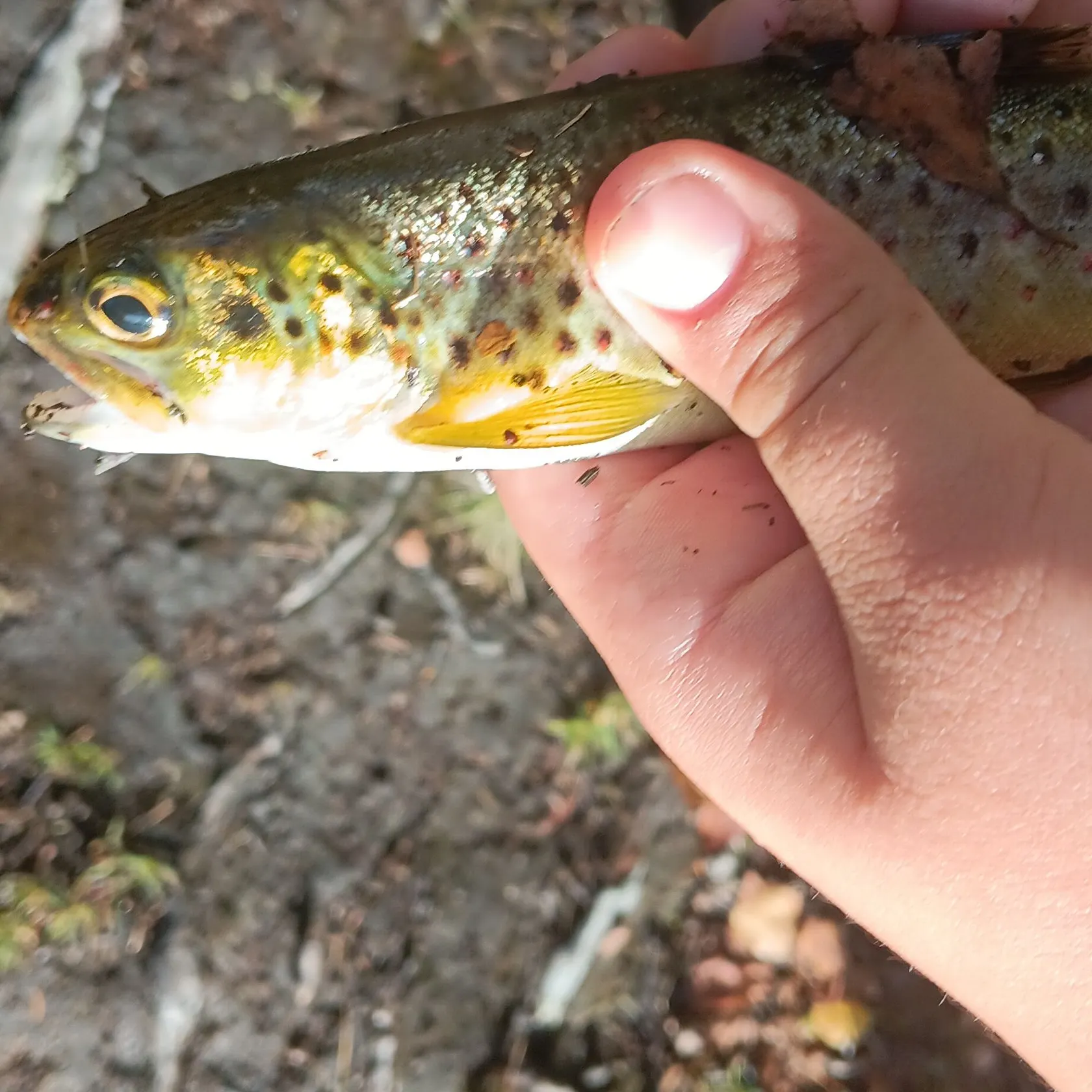 Brown trout caught on Fishbrain
