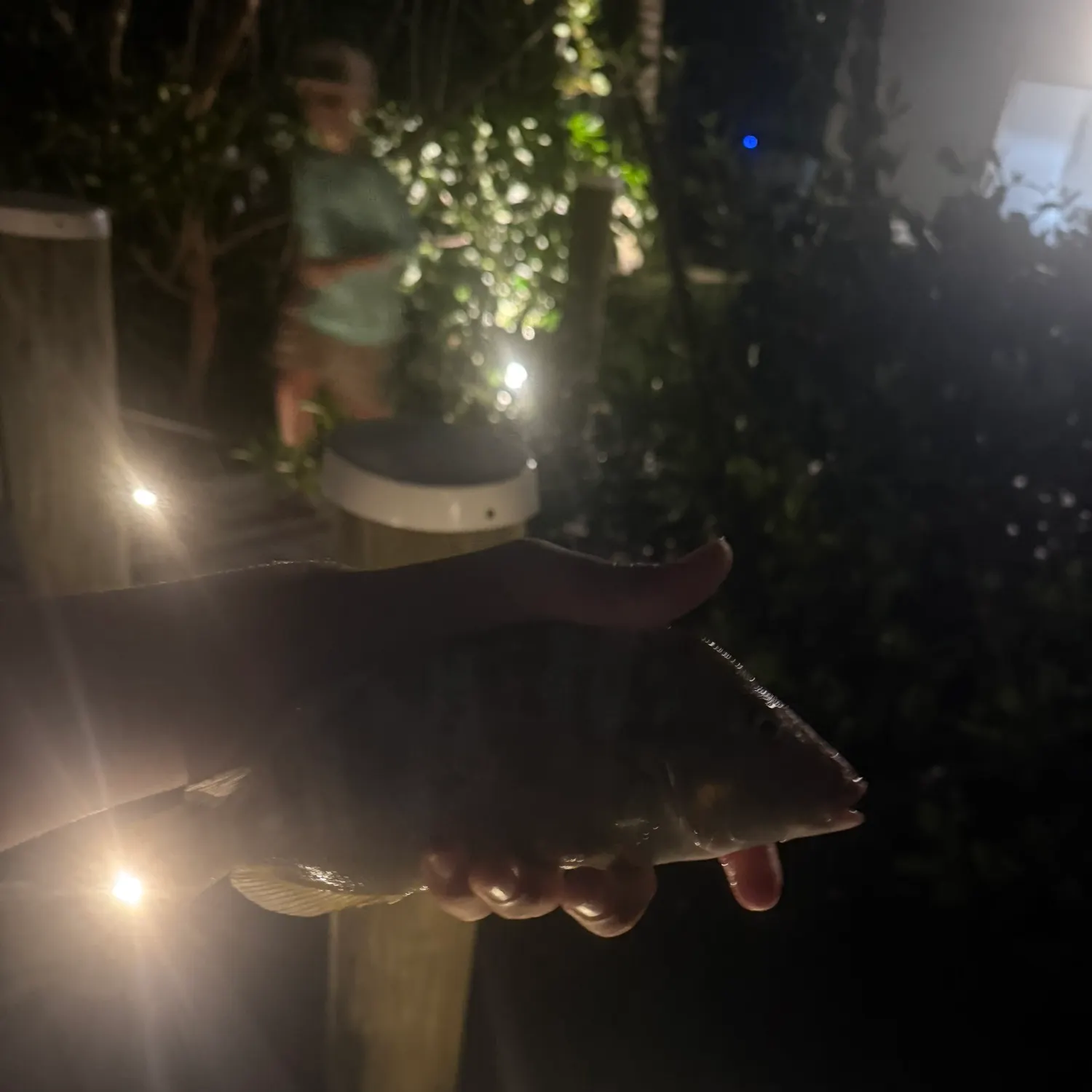 The most recent Pigfish catches on Fishbrain