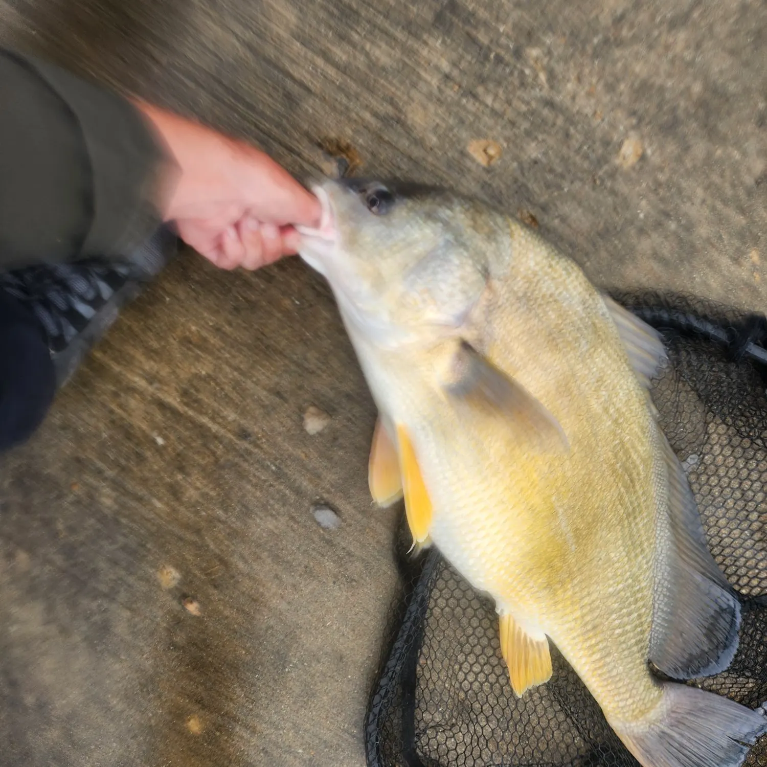 catch