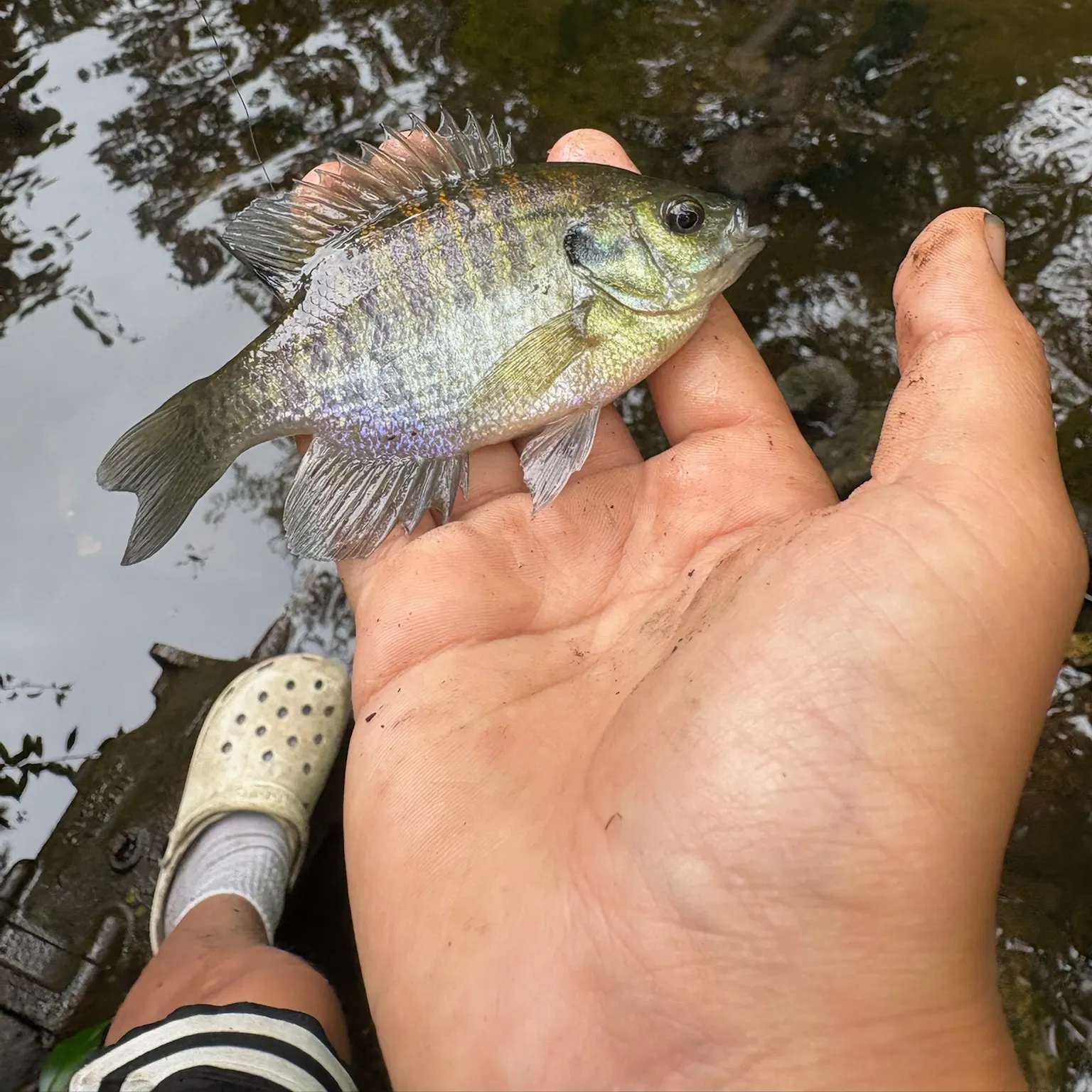 The most recent Bluegill catches on Fishbrain
