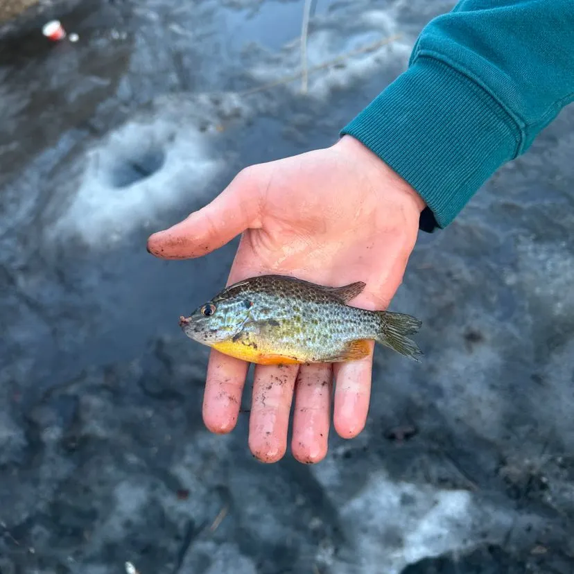 The most recent Pumpkinseed x green sunfish catches on Fishbrain