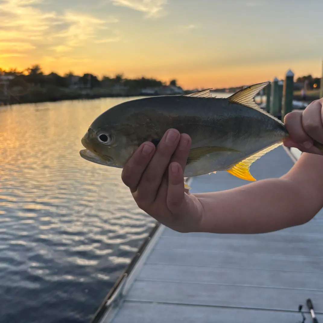 The most recent Crevalle jack catches on Fishbrain