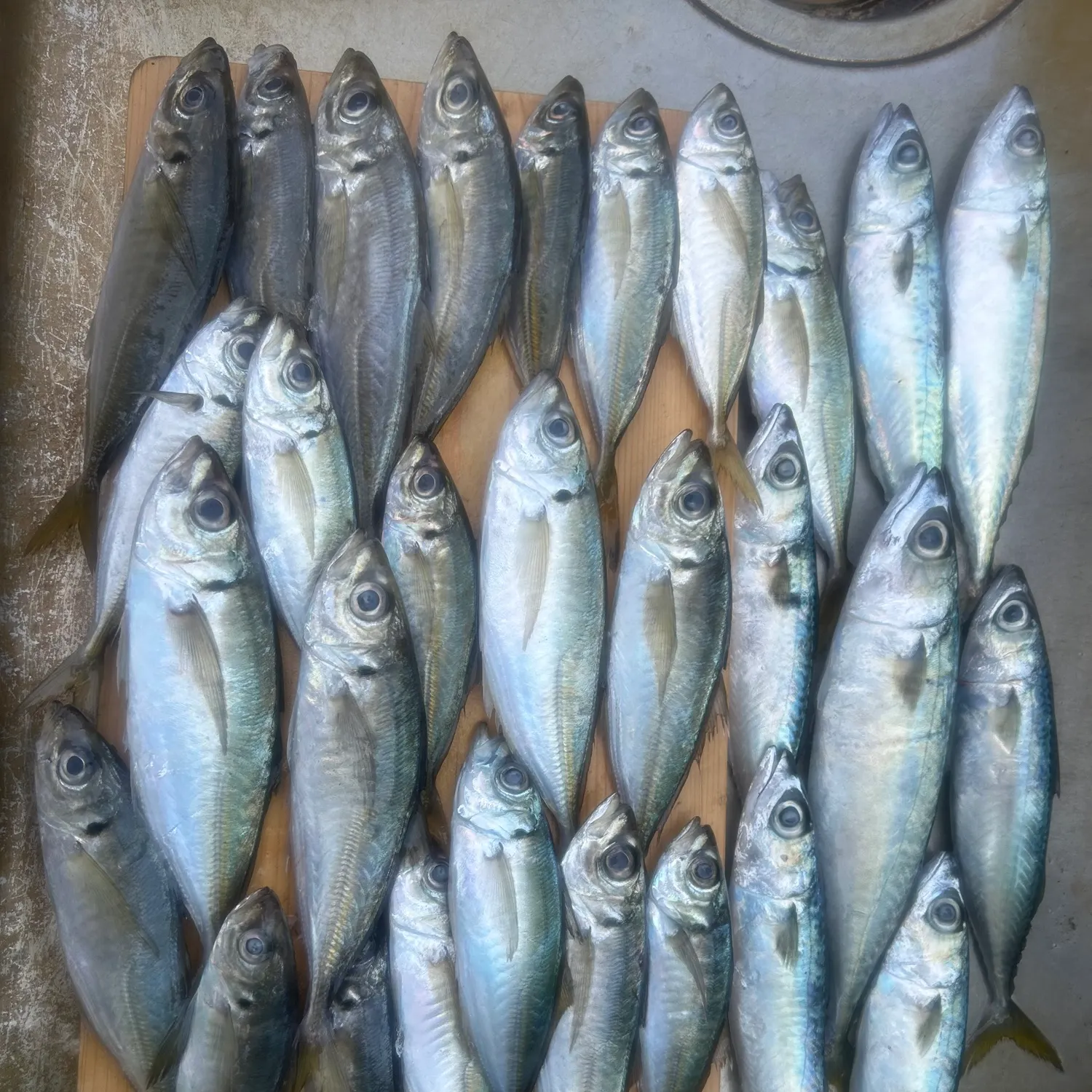 The most recent Japanese jack mackerel catches on Fishbrain