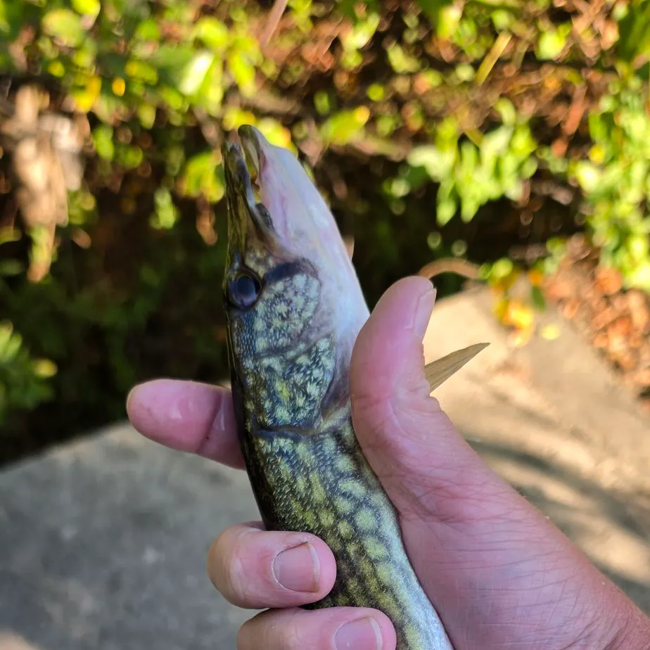 Chain pickerel caught on Fishbrain