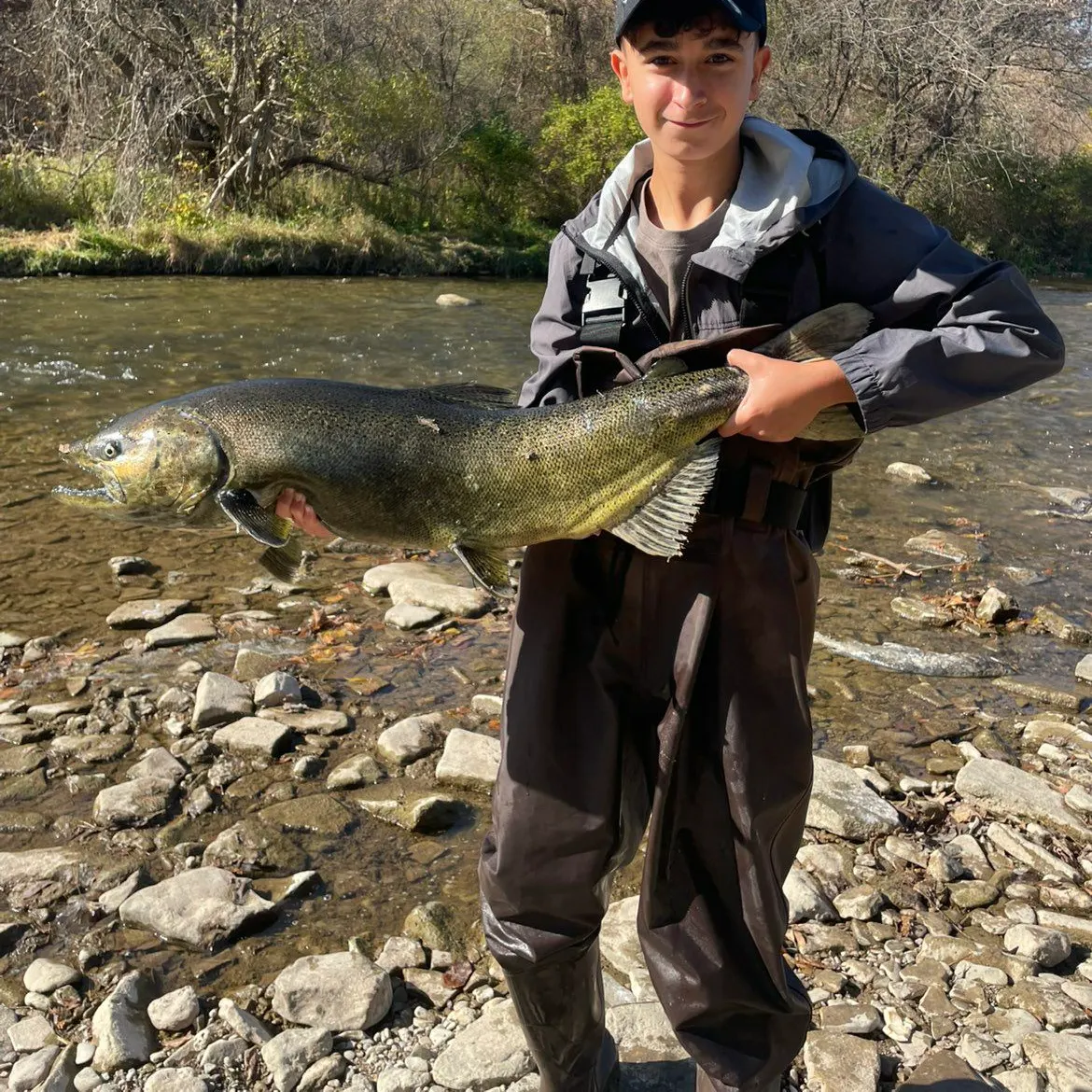 Chinook salmon caught on Fishbrain