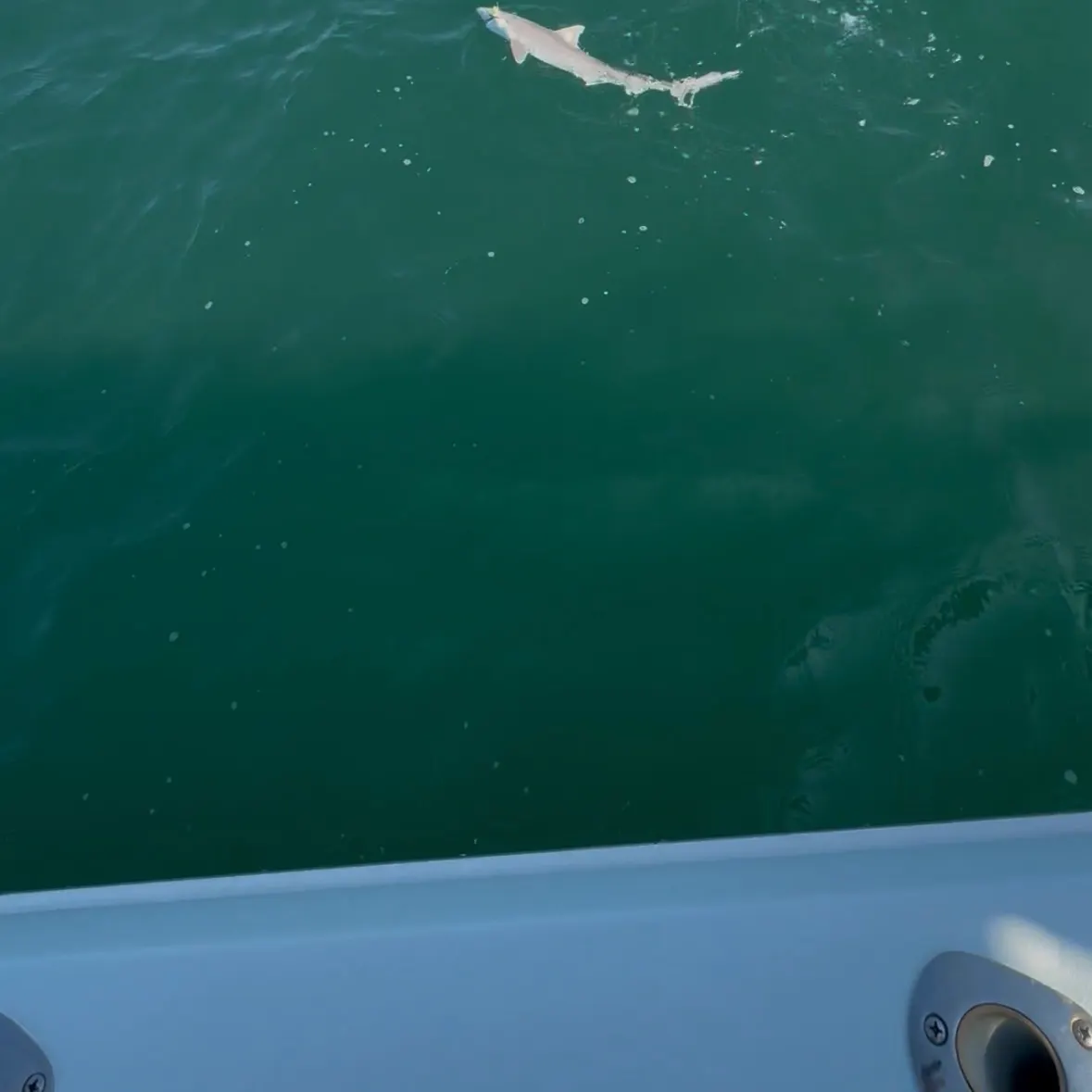 Sandbar shark caught on Fishbrain