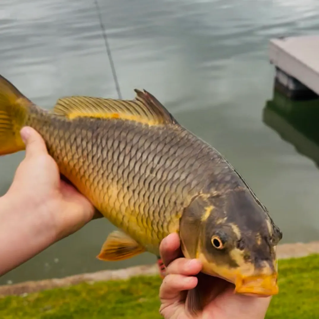 The most recent Ghost carp catches on Fishbrain