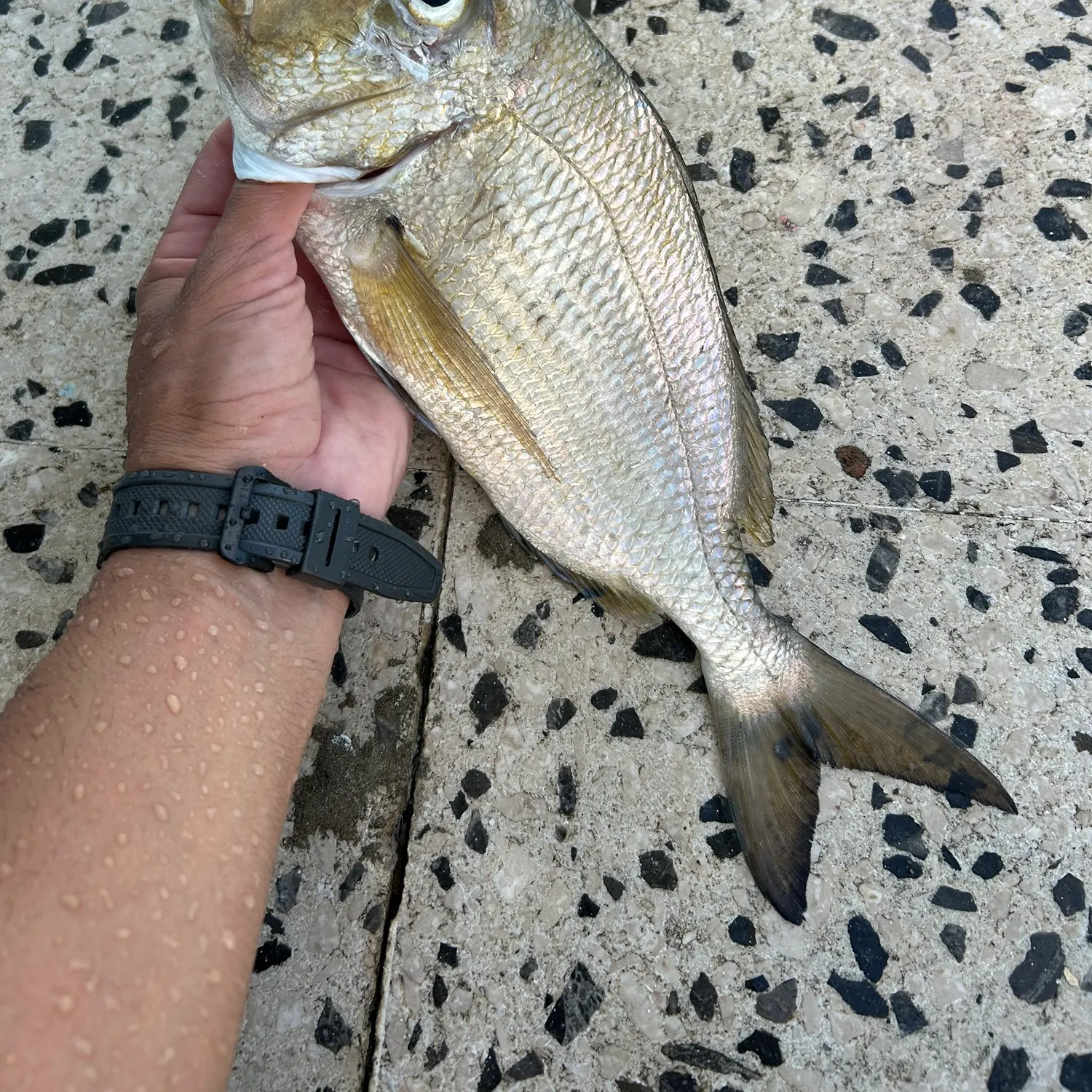 The most recent Saucereye porgy catches on Fishbrain