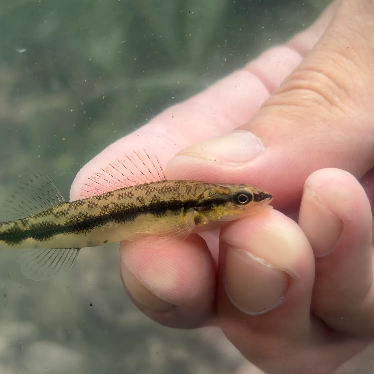 The most recent Dusky darter catches on Fishbrain