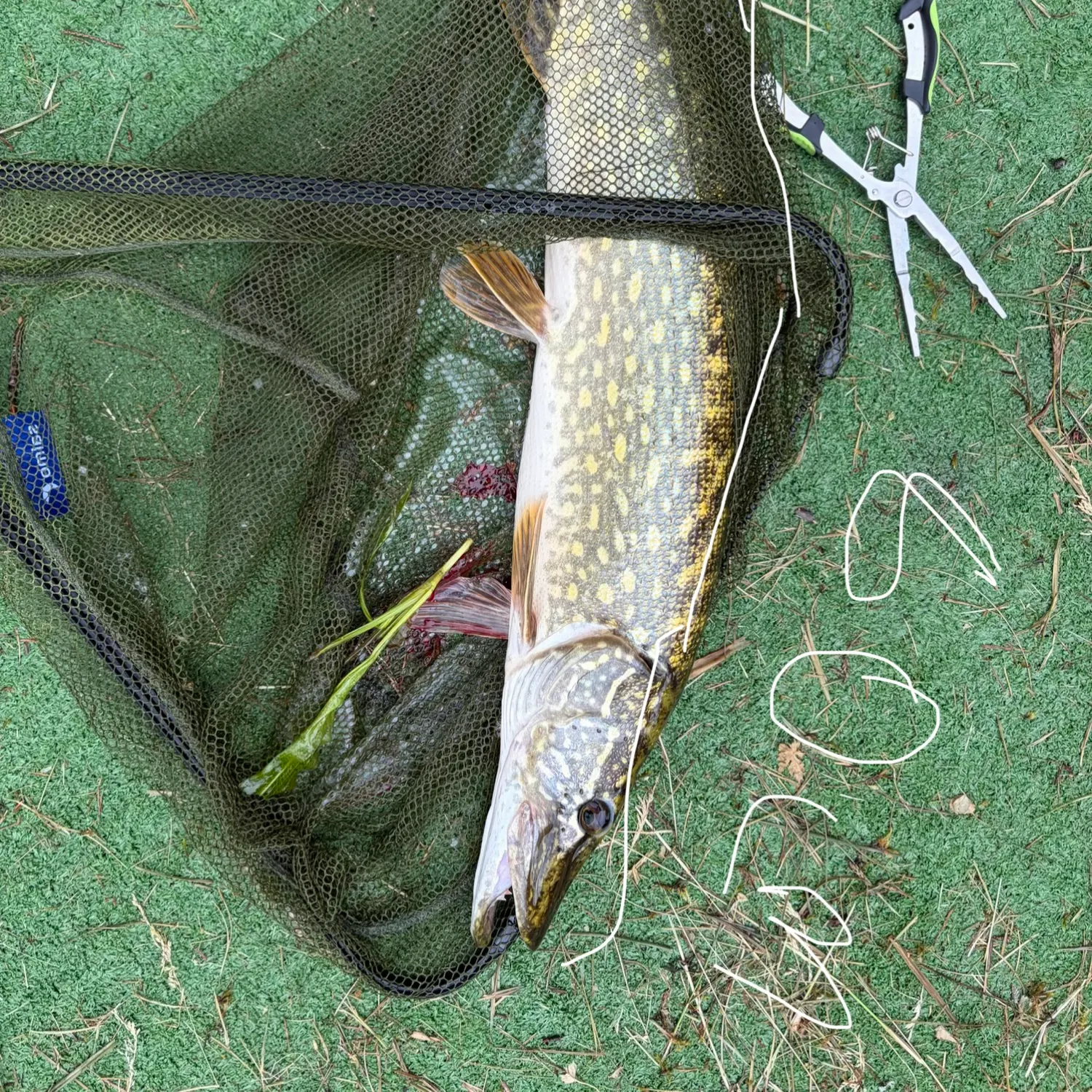 Northern pike caught on Fishbrain