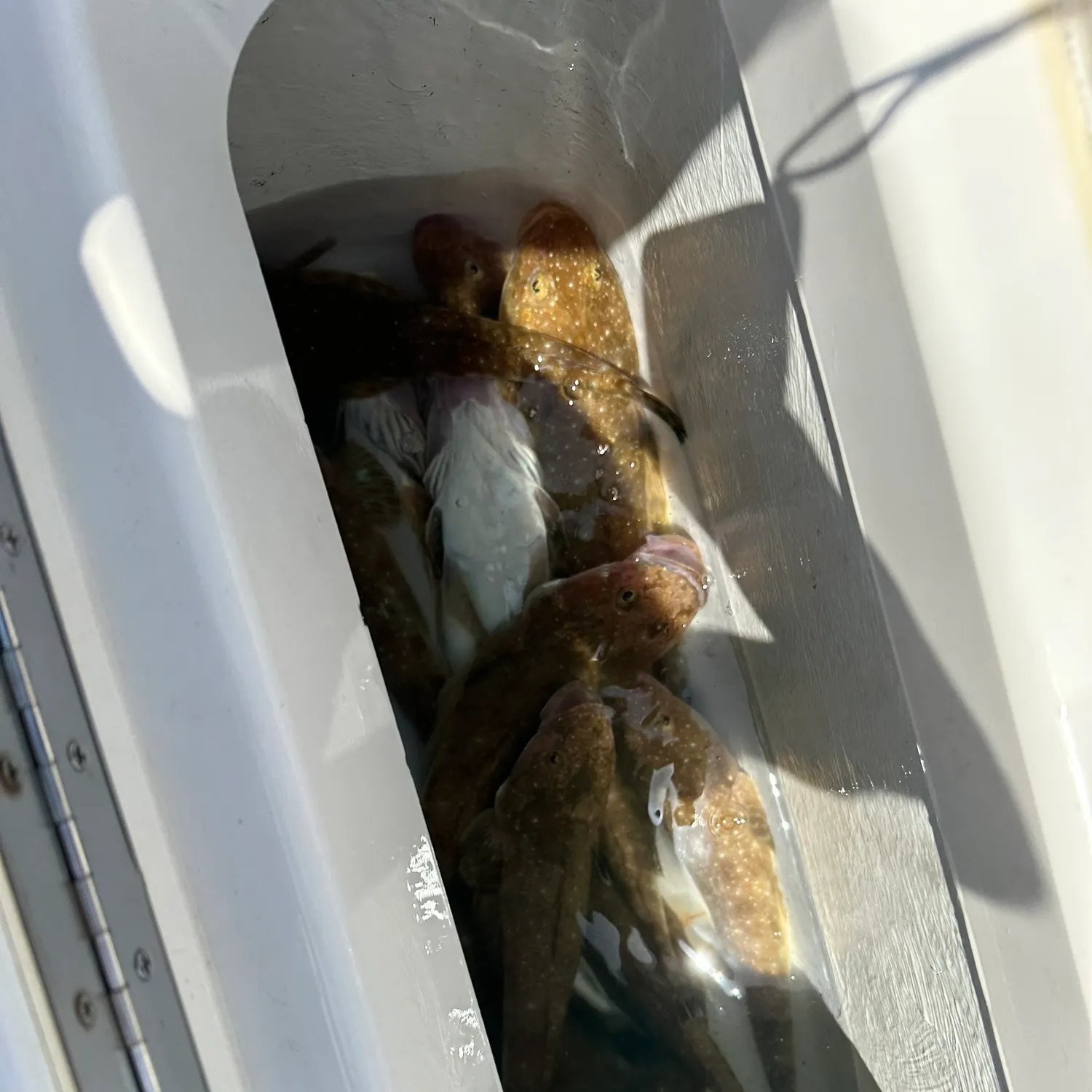 The most recent Blue-spotted flathead catches on Fishbrain