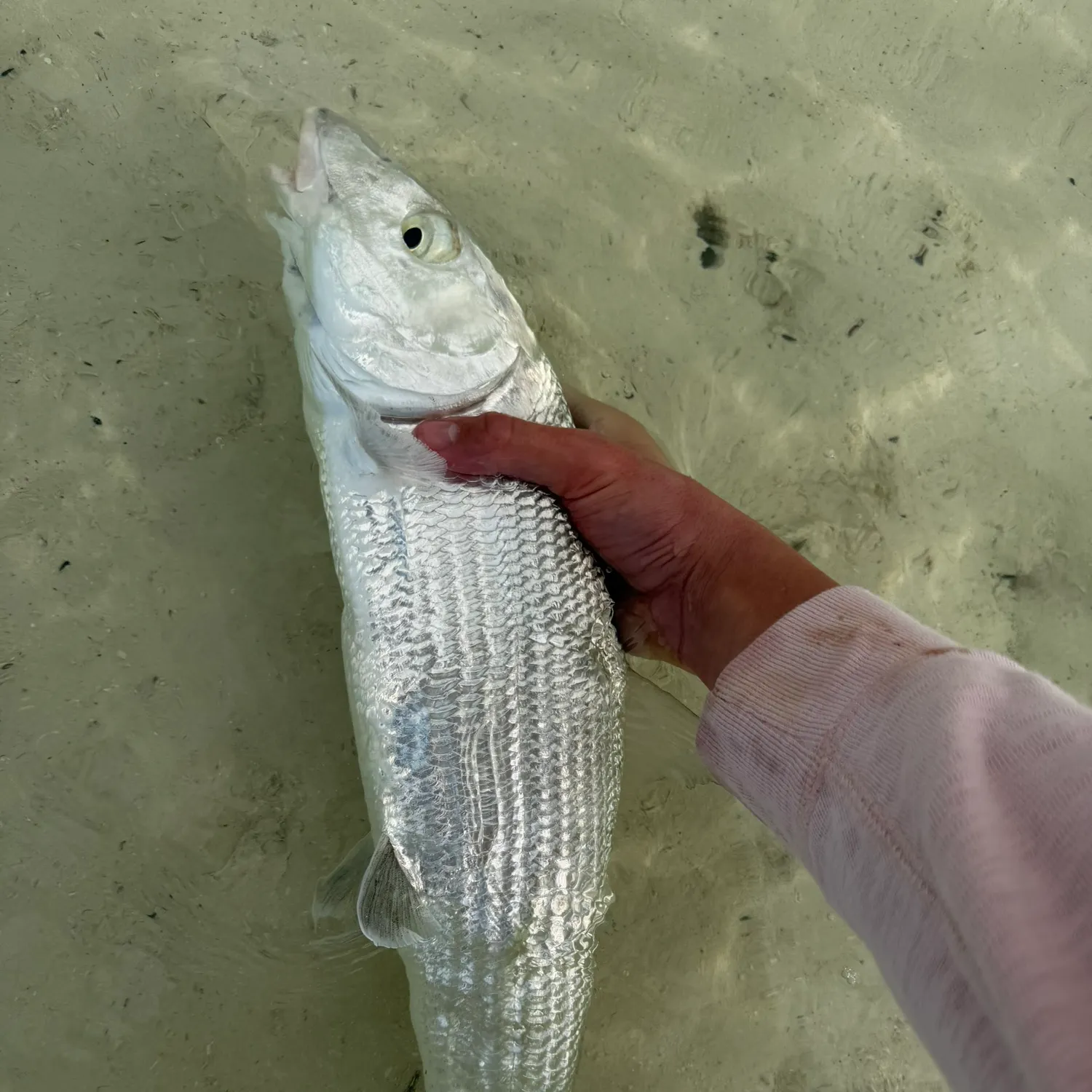 The most recent West Atlantic bonefish catches on Fishbrain