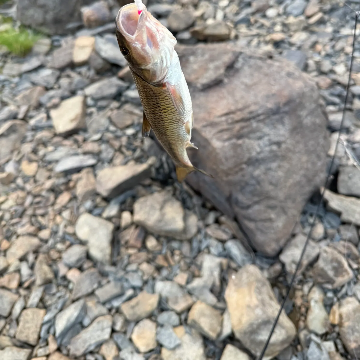 Fallfish caught on Fishbrain
