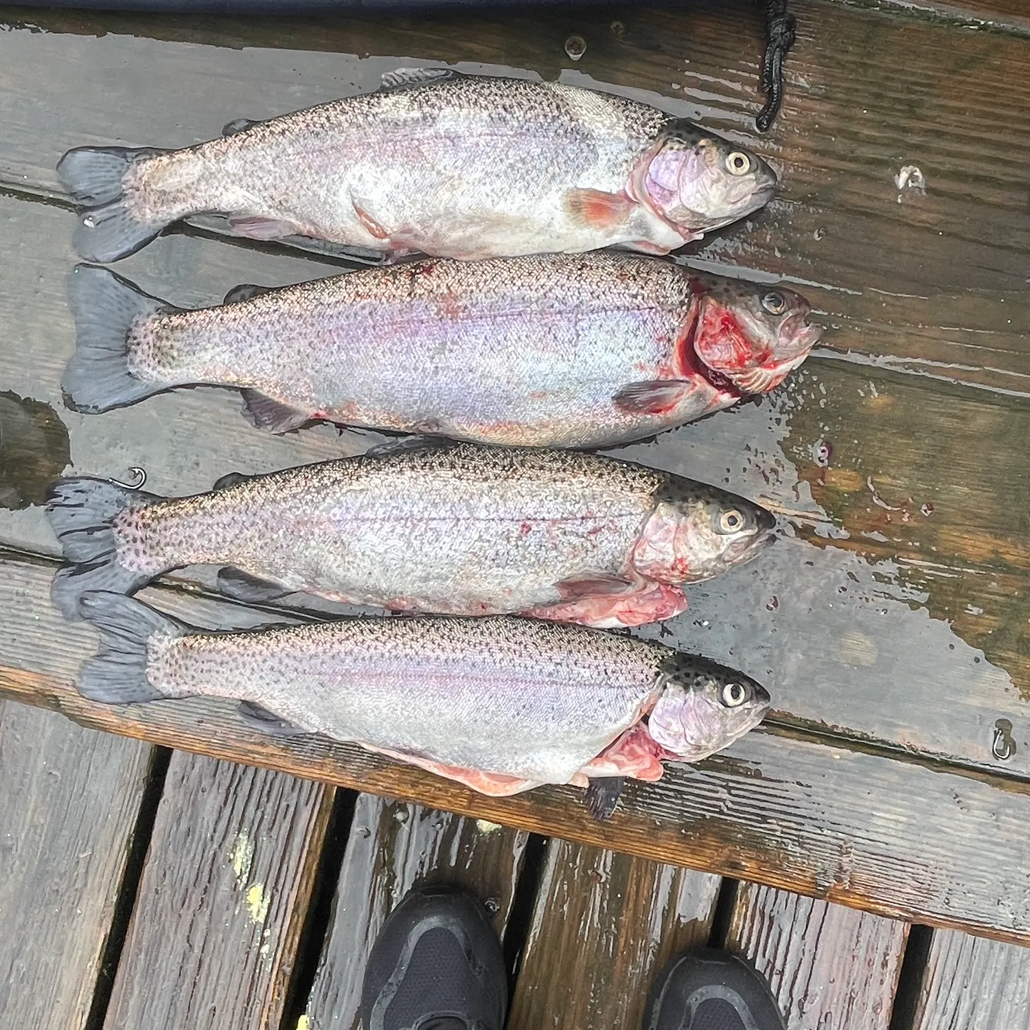 recently logged catches