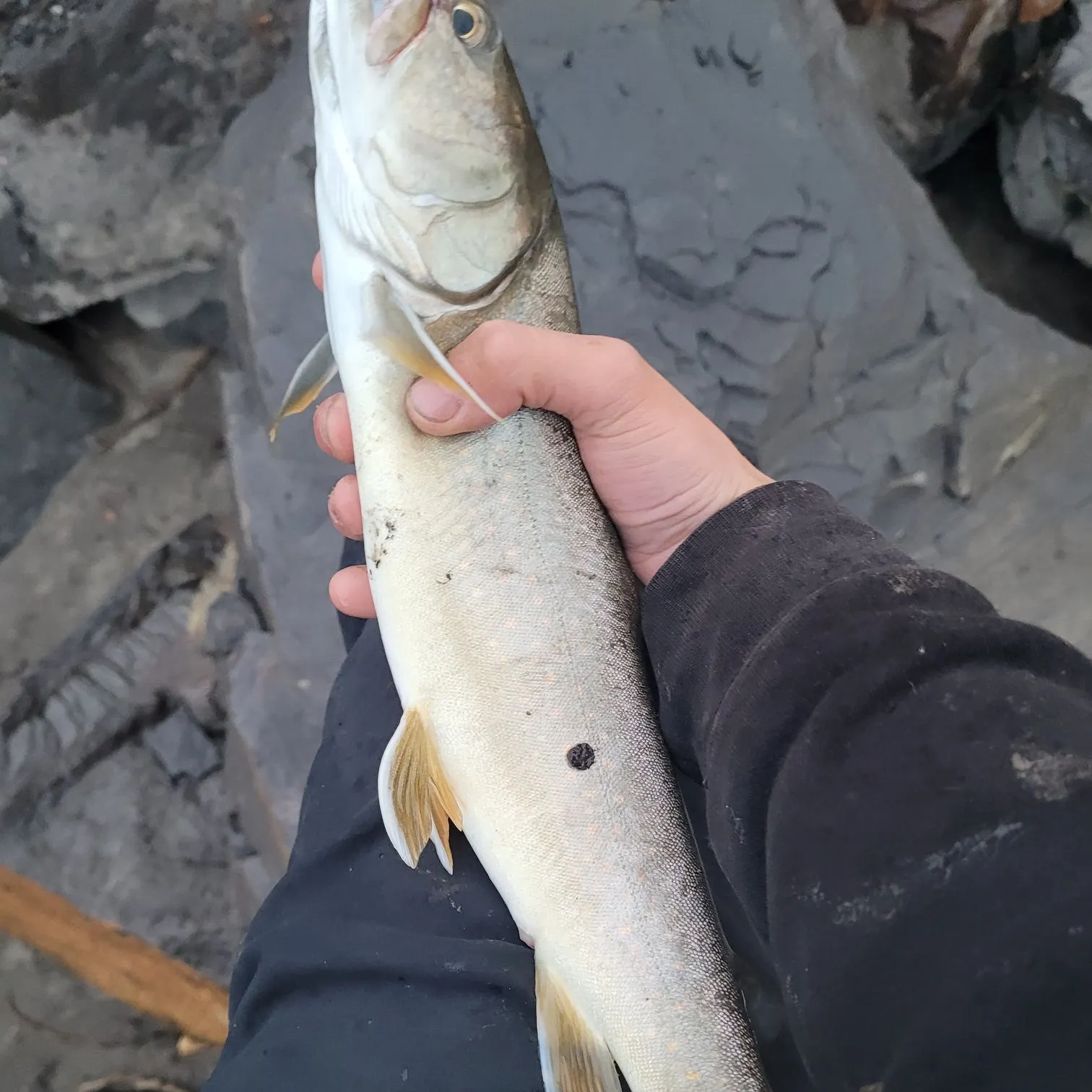 The most recent Bull trout catches on Fishbrain