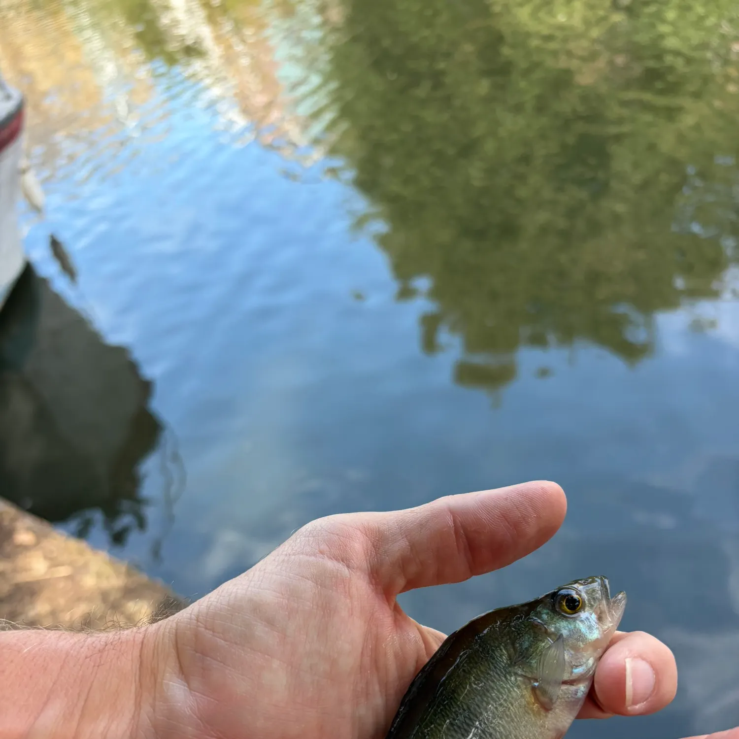 European perch caught on Fishbrain