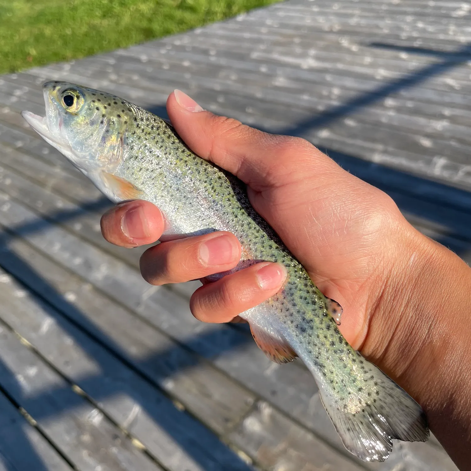 Rainbow trout caught on Fishbrain