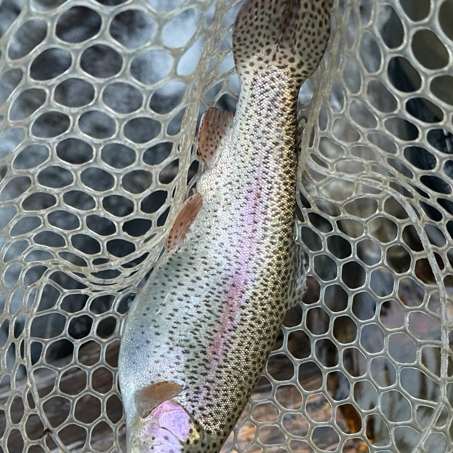 Rainbow trout caught on Fishbrain