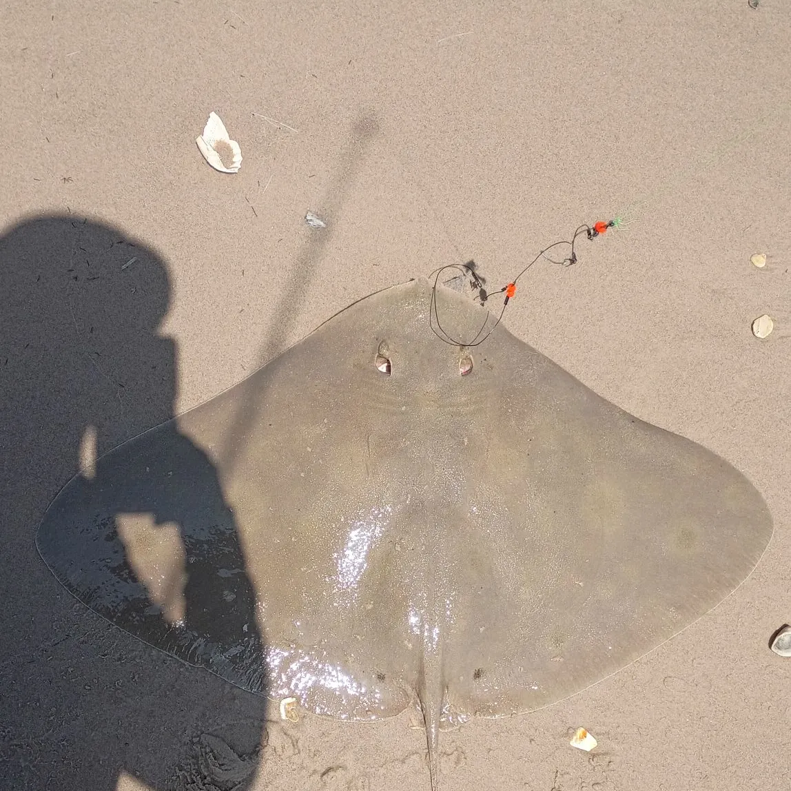 The most recent Smooth butterfly ray catches on Fishbrain