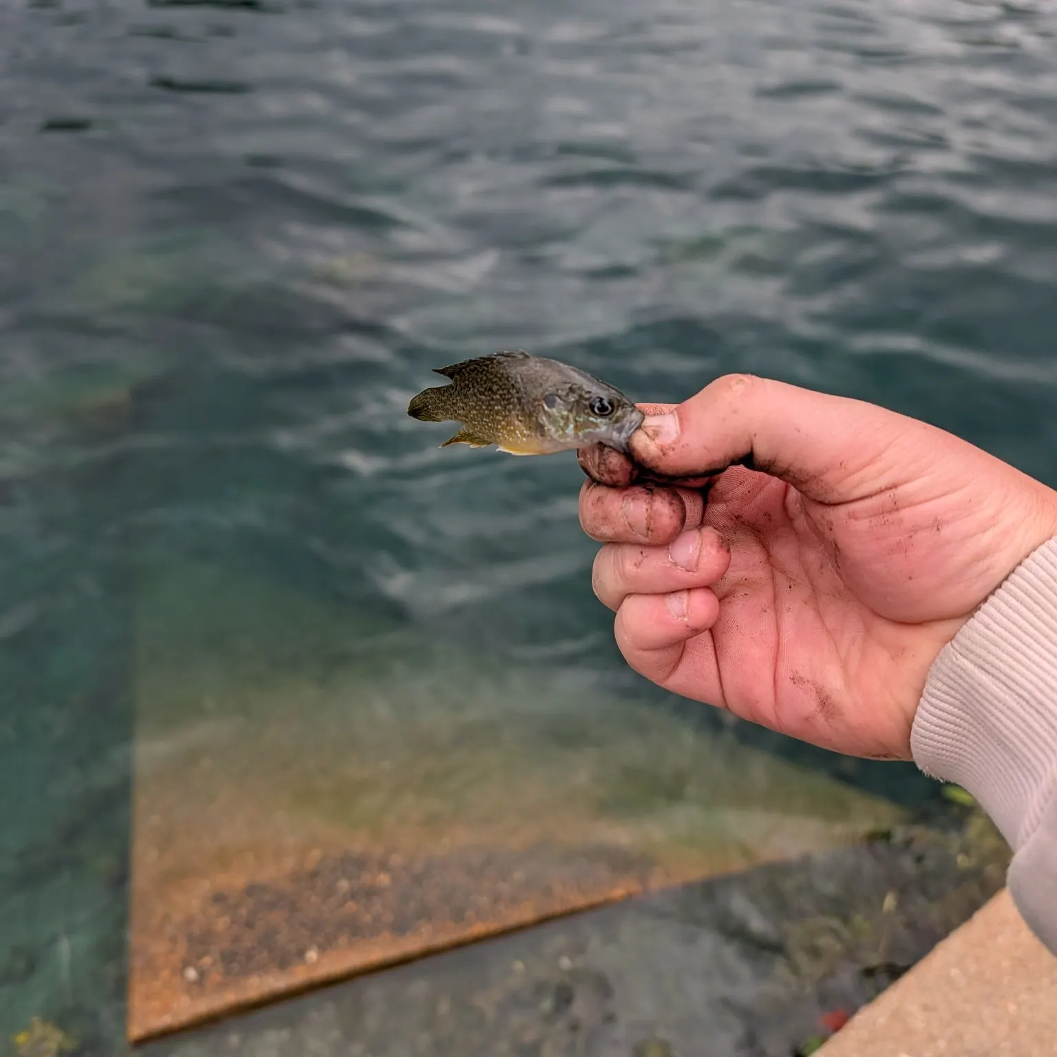 Green sunfish caught on Fishbrain