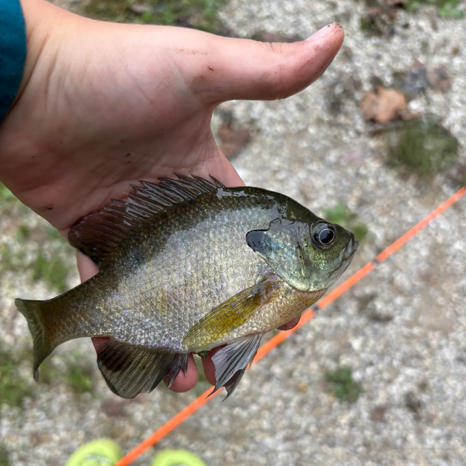 Fish caught on Fishbrain