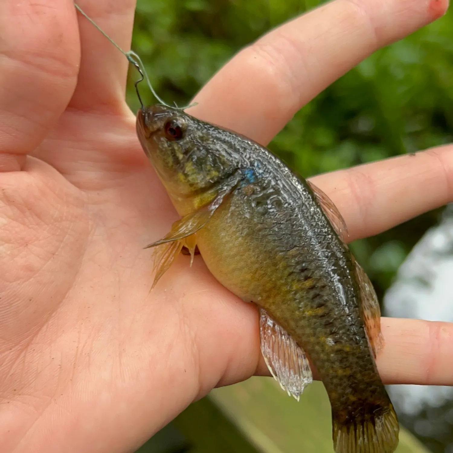 The most recent Fat Sleeper catches on Fishbrain