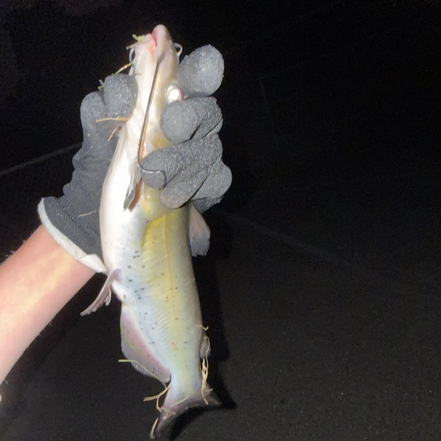 Channel catfish caught on Fishbrain