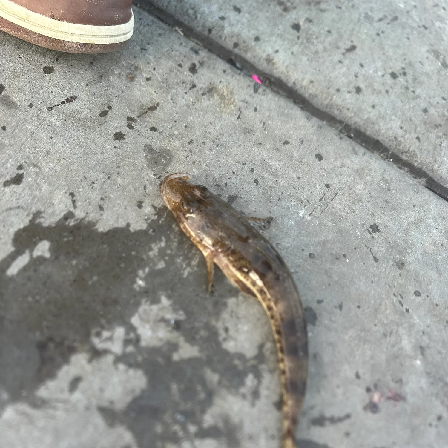 The most recent Sand flathead catches on Fishbrain