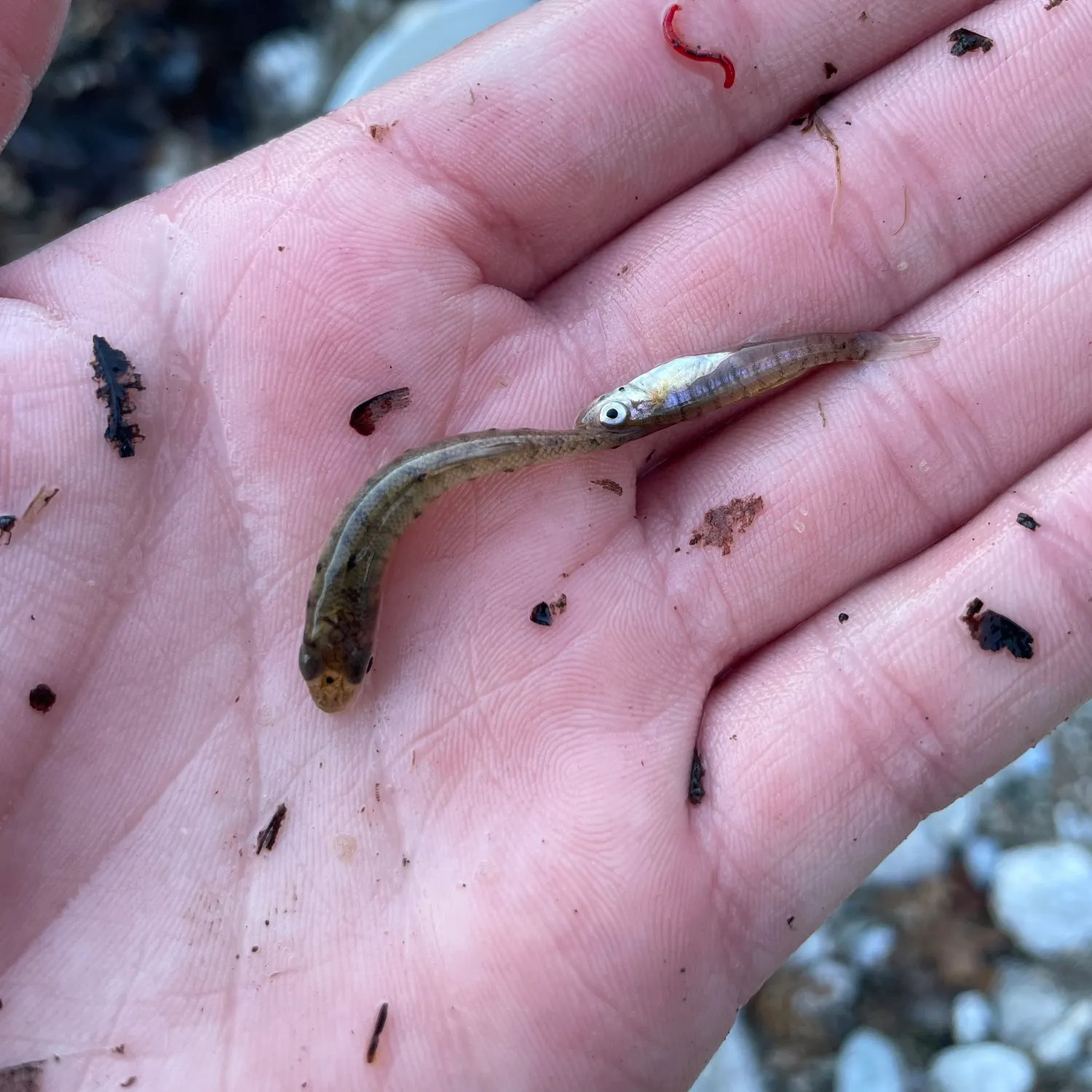The most recent Banded killifish catches on Fishbrain