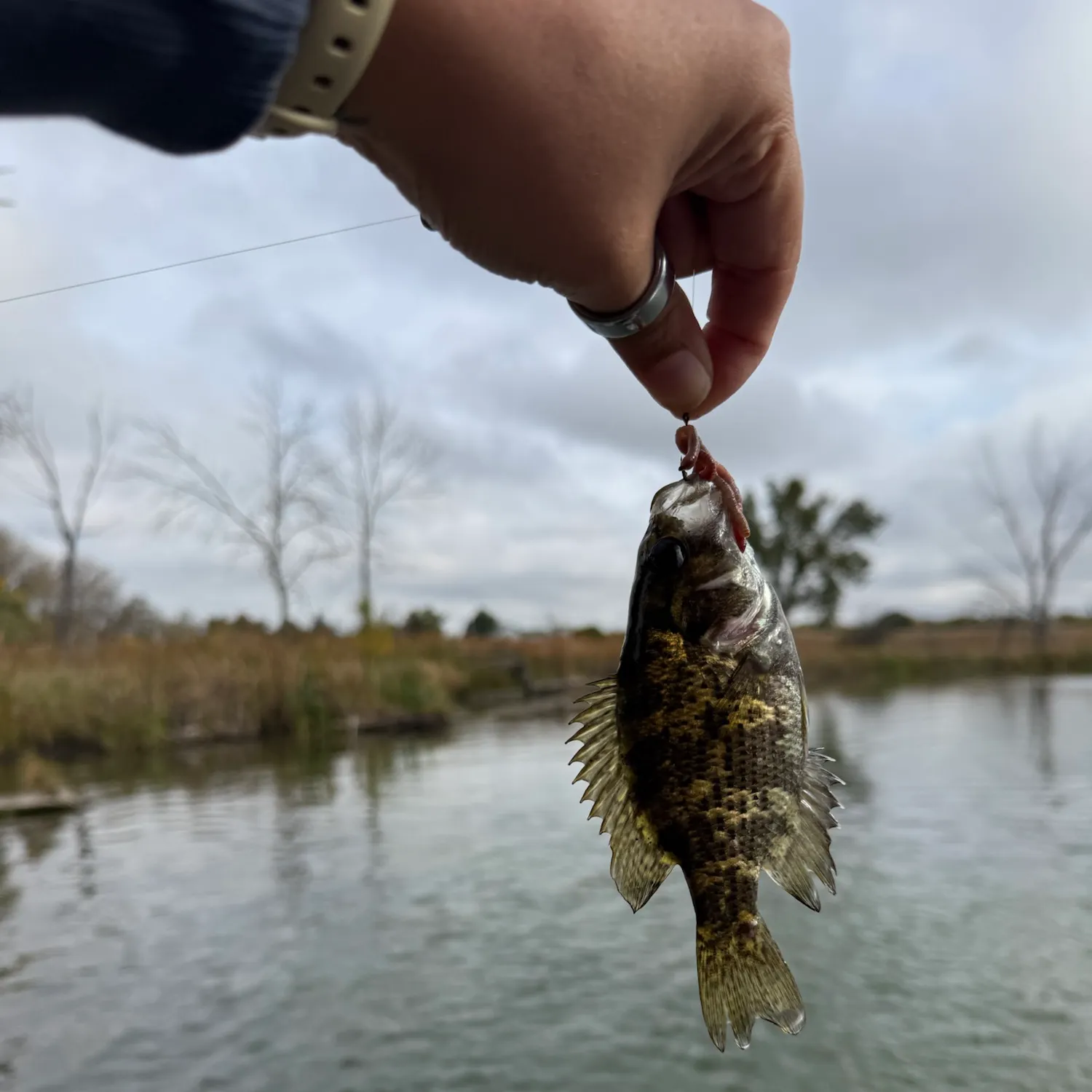 Rock bass caught on Fishbrain
