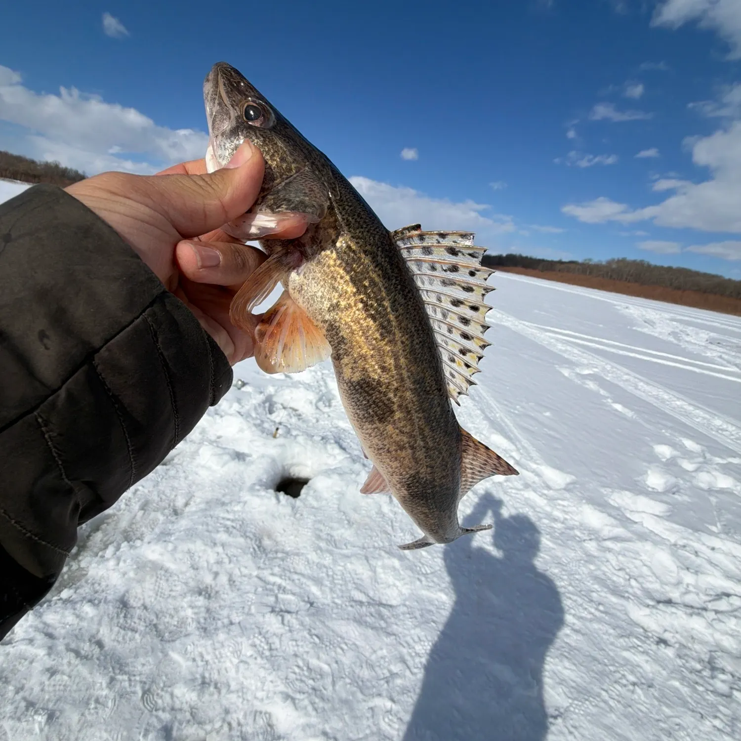 The most recent Sauger catches on Fishbrain