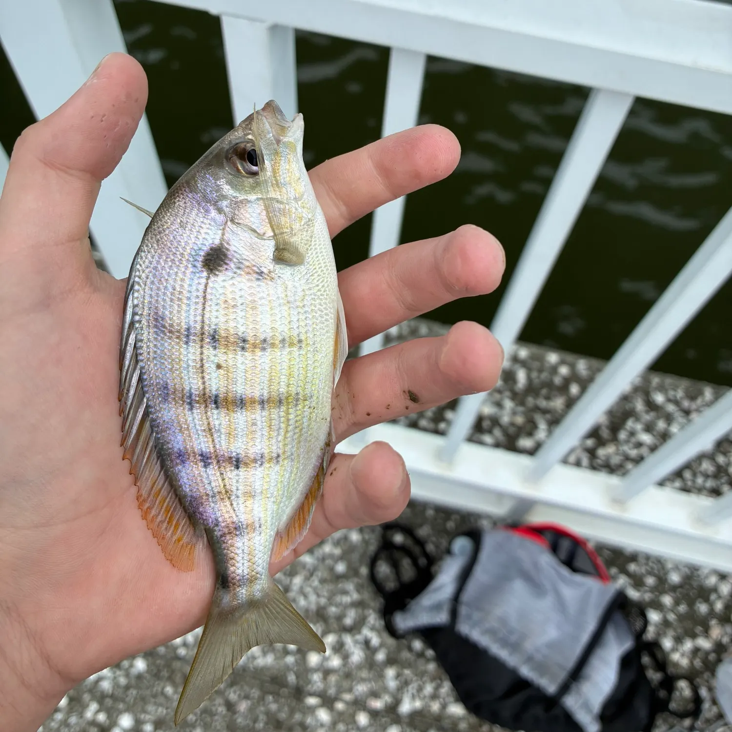 Pinfish caught on Fishbrain