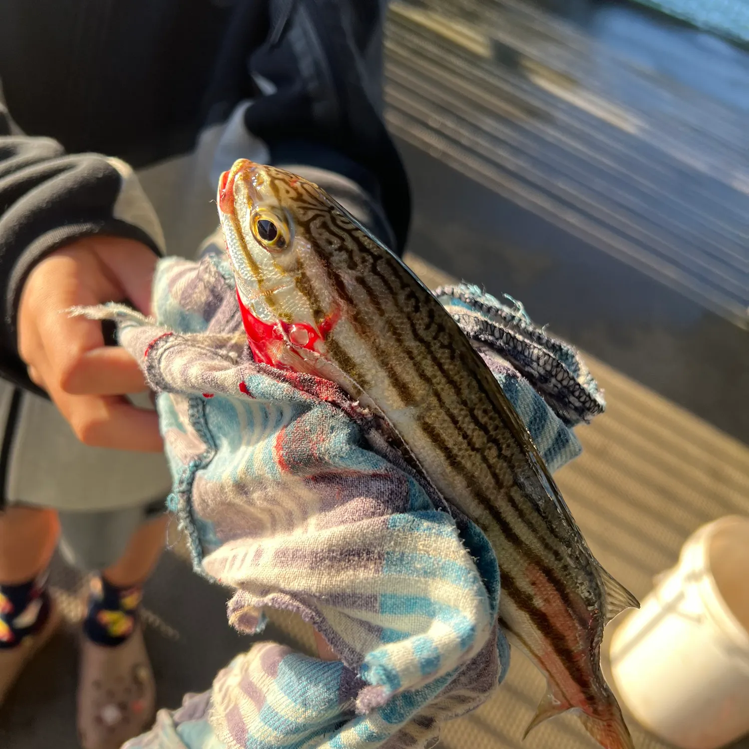 The most recent Western striped grunter catches on Fishbrain