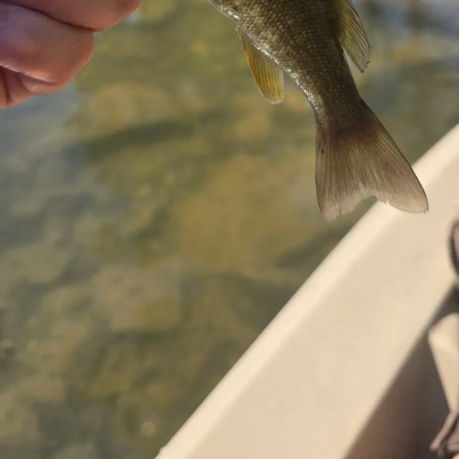 Smallmouth bass caught on Fishbrain