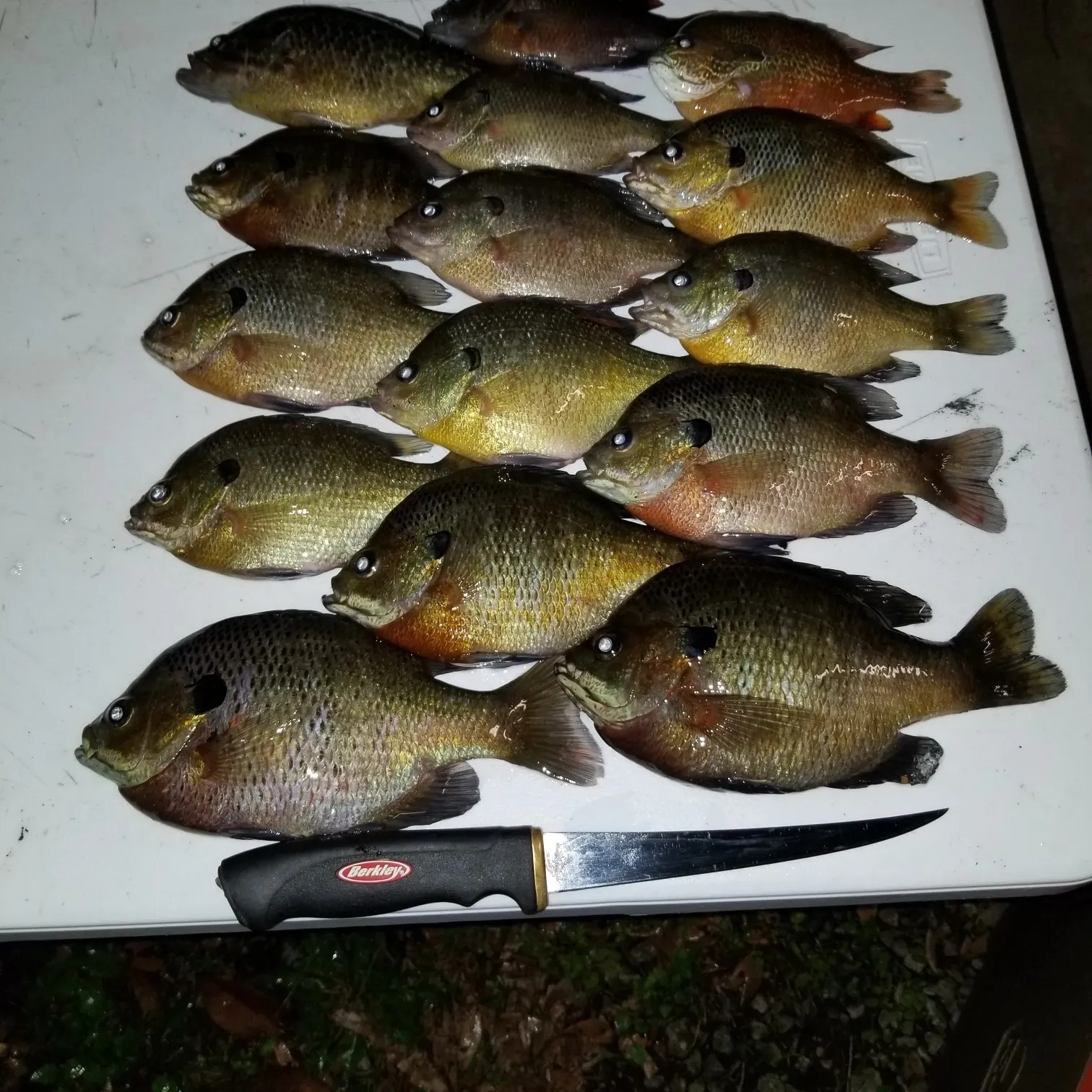recently logged catches