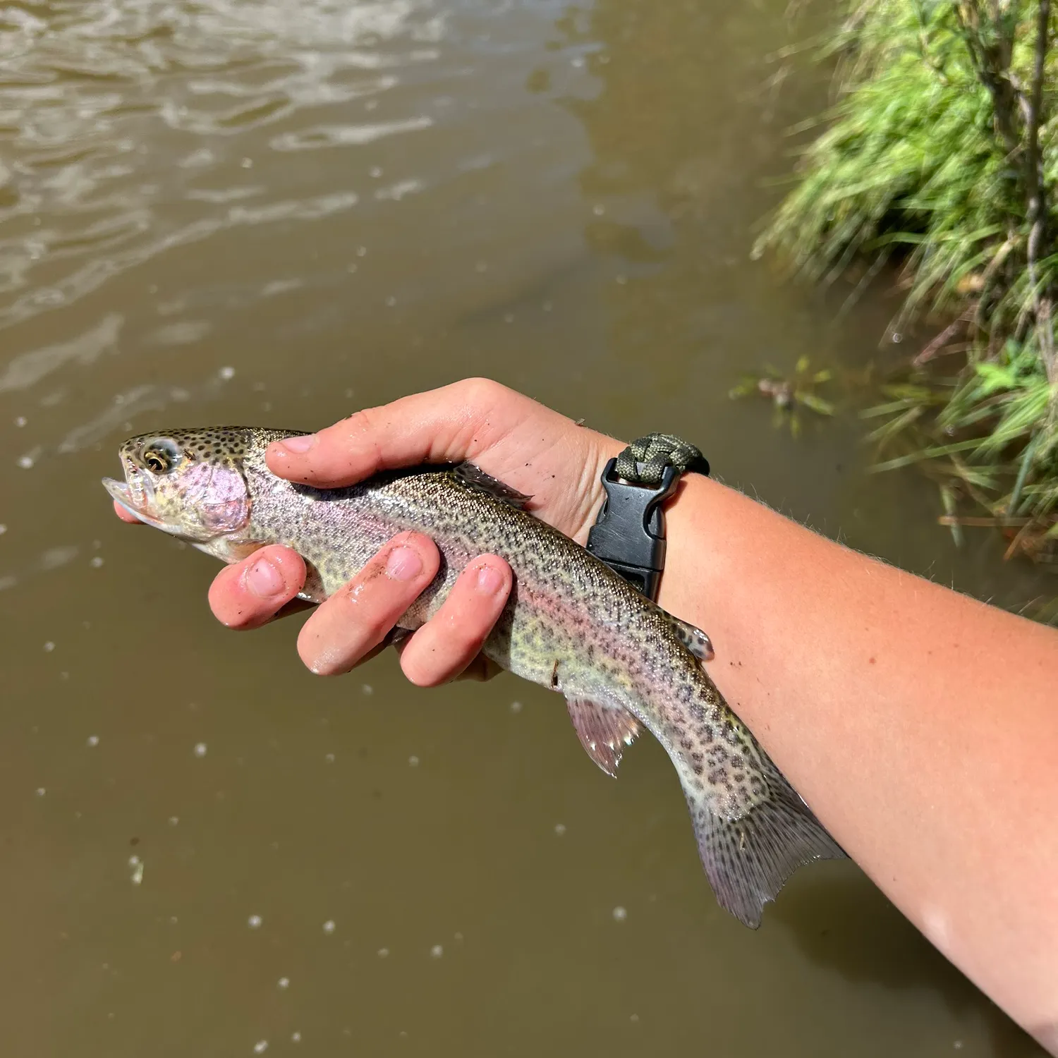 Rainbow trout caught on Fishbrain