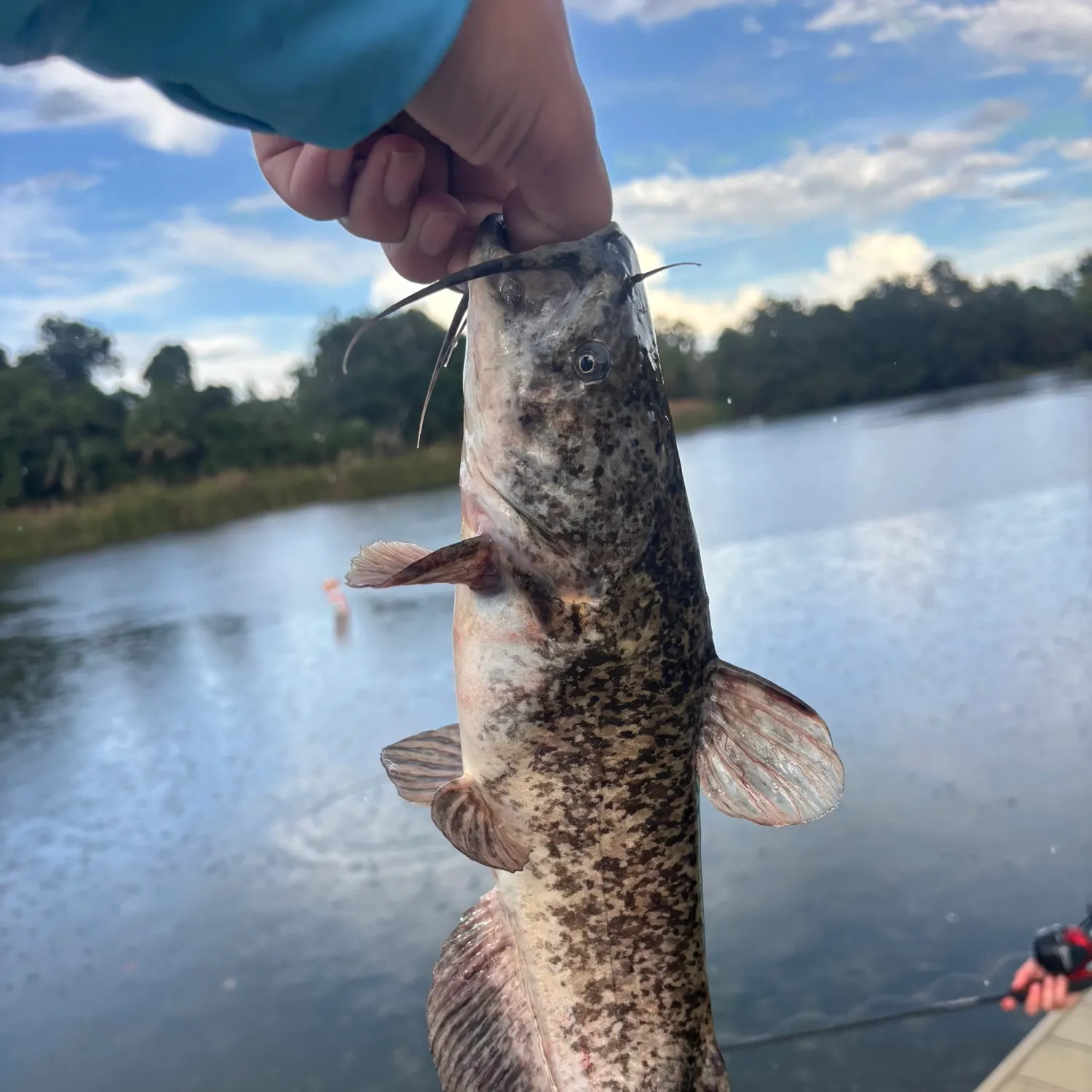 The most recent Spotted bullhead catches on Fishbrain