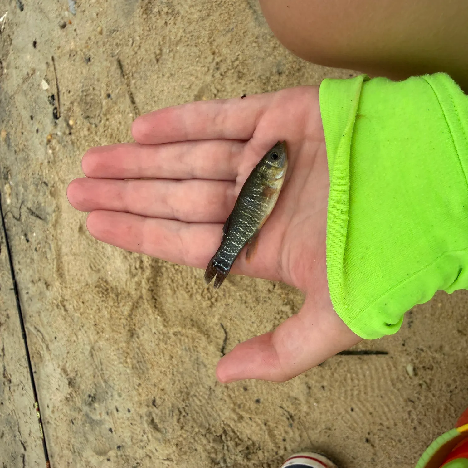The most recent Mummichog catches on Fishbrain