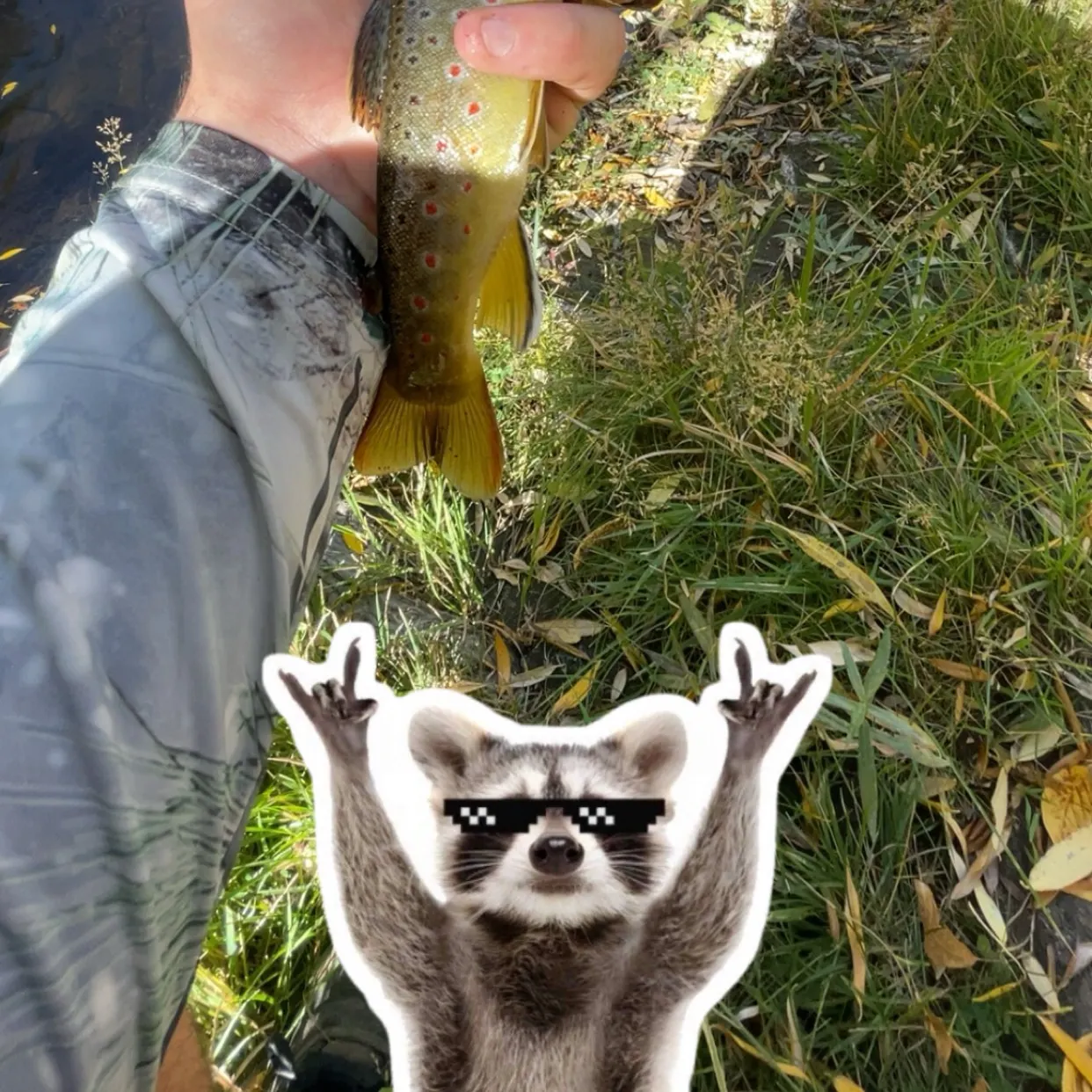 Brown trout caught on Fishbrain