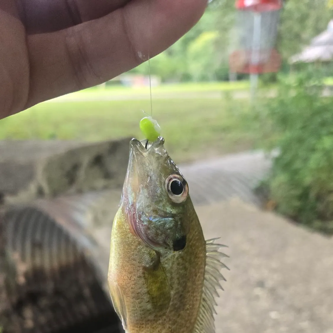 Bluegill caught on Fishbrain