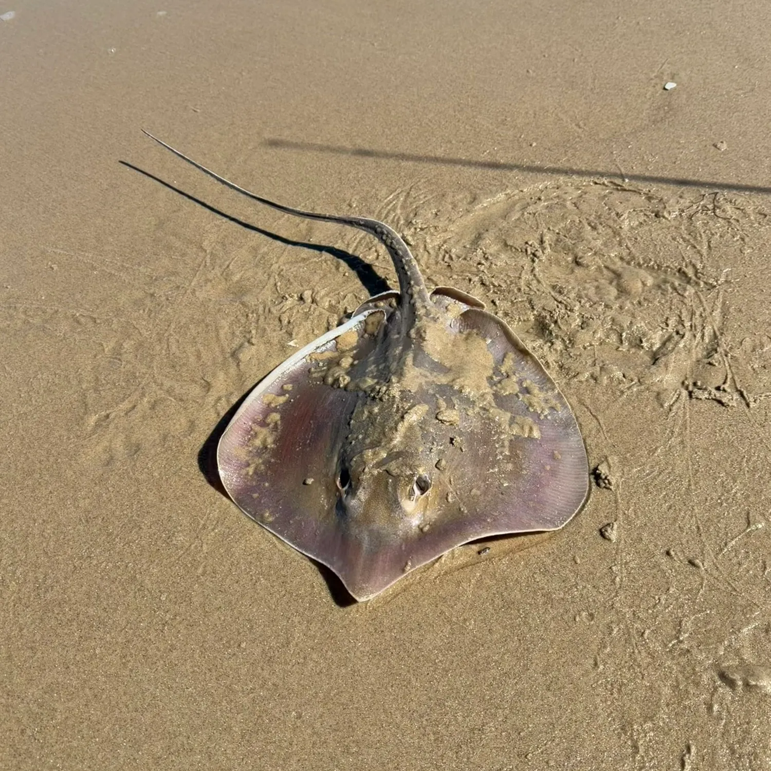 Southern stingray caught on Fishbrain