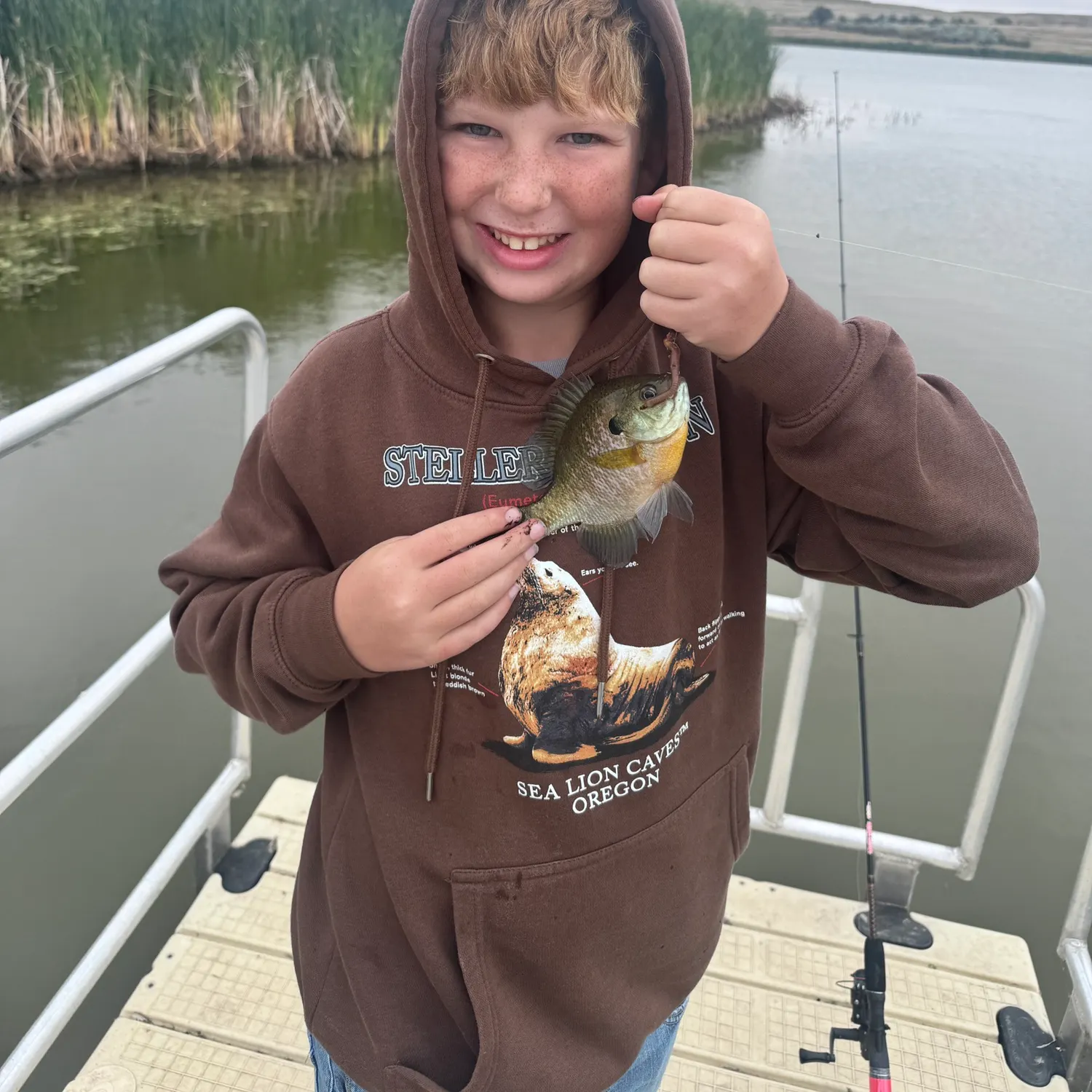 Bluegill caught on Fishbrain