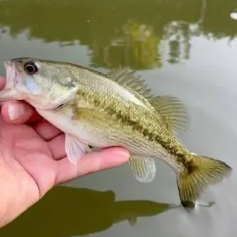 Spotted bass caught on Fishbrain