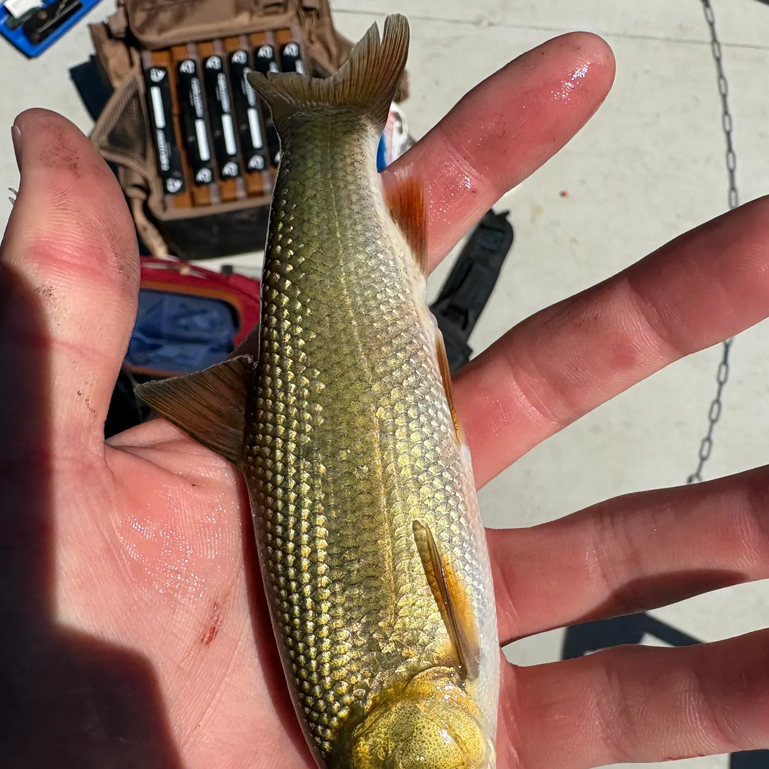 European chub caught on Fishbrain