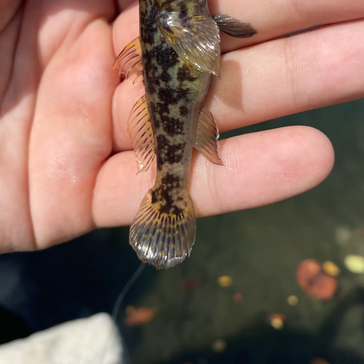 The most recent Frillfin goby catches on Fishbrain