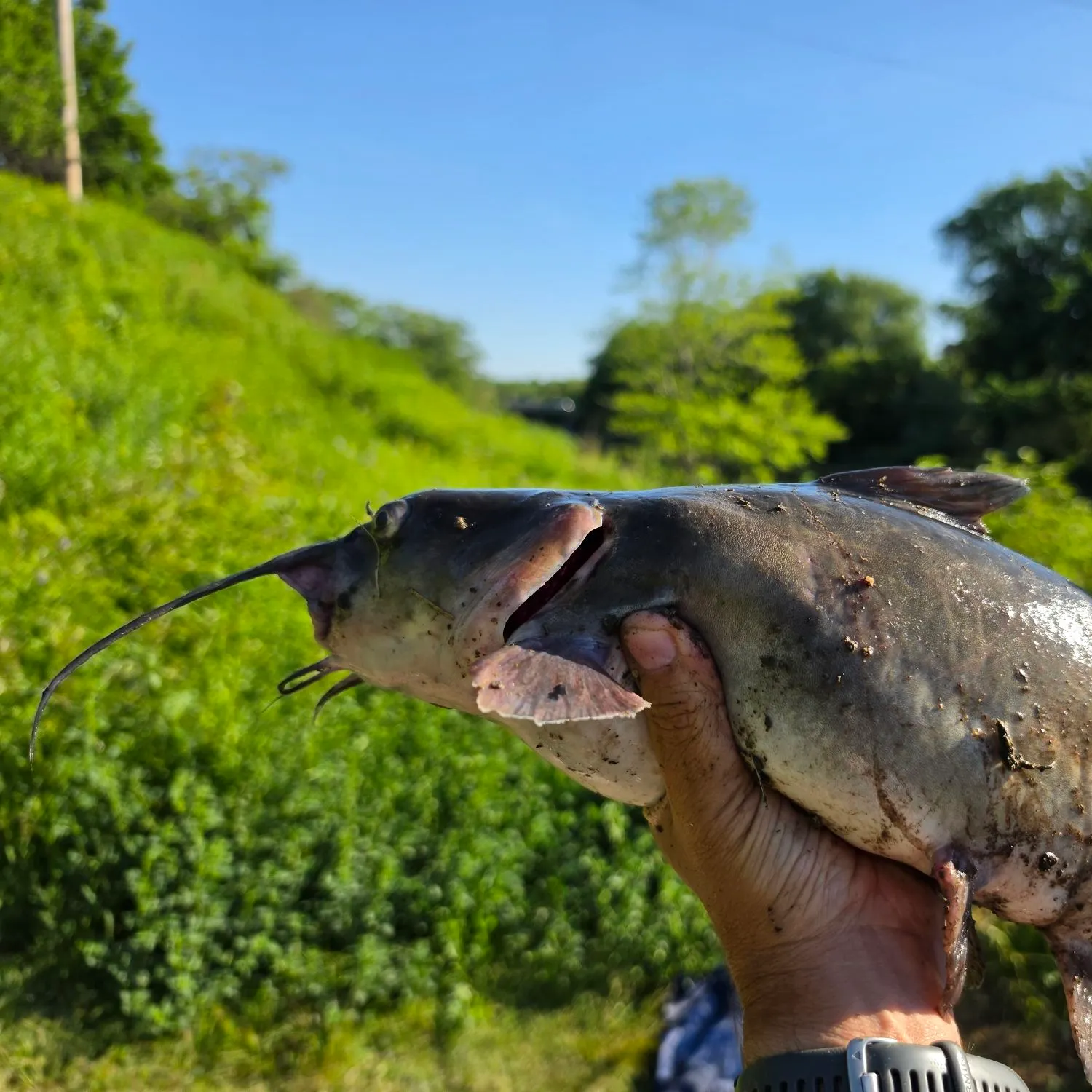 catch